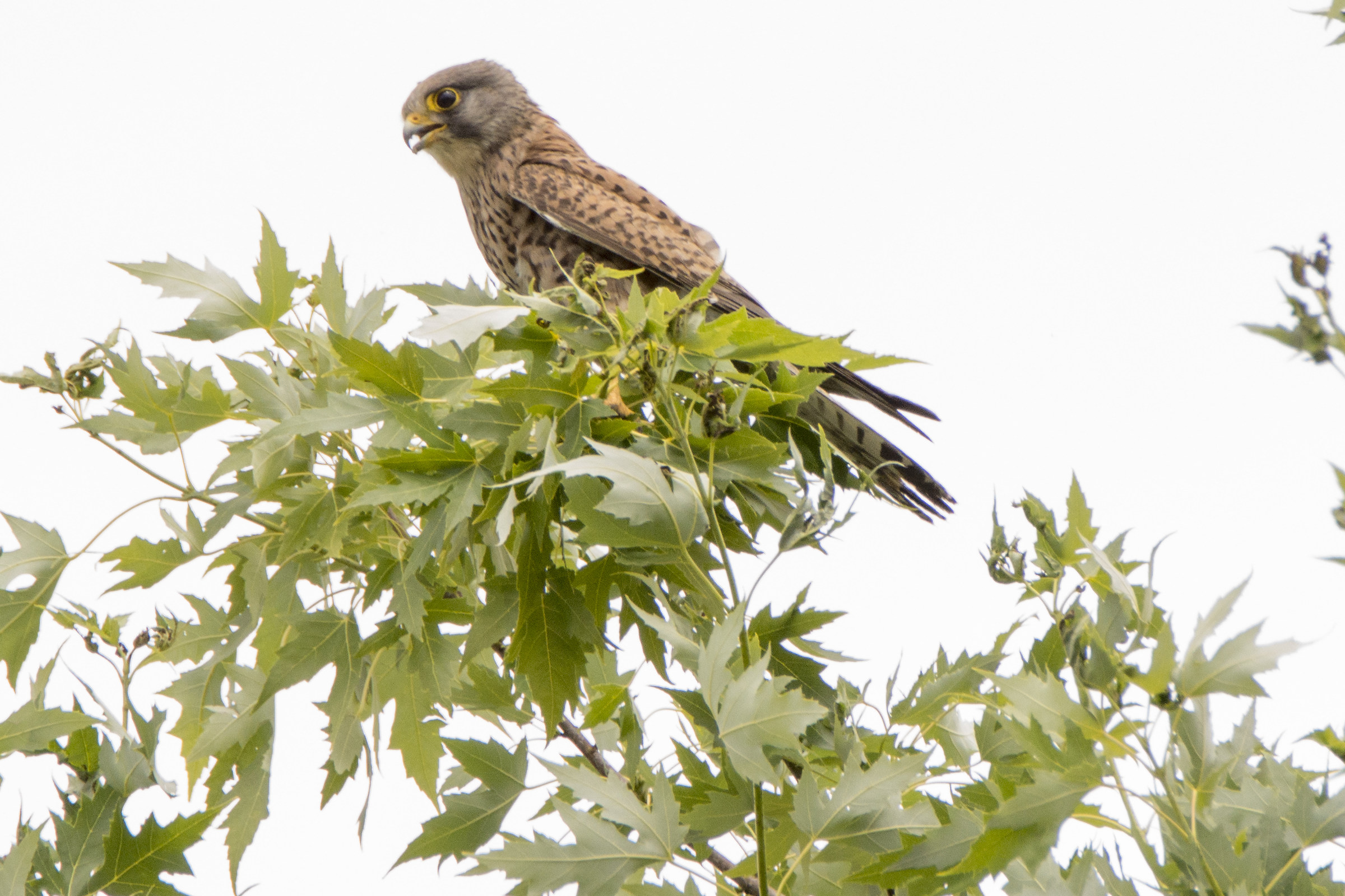 gheppio la mia prima esperienza fotografica