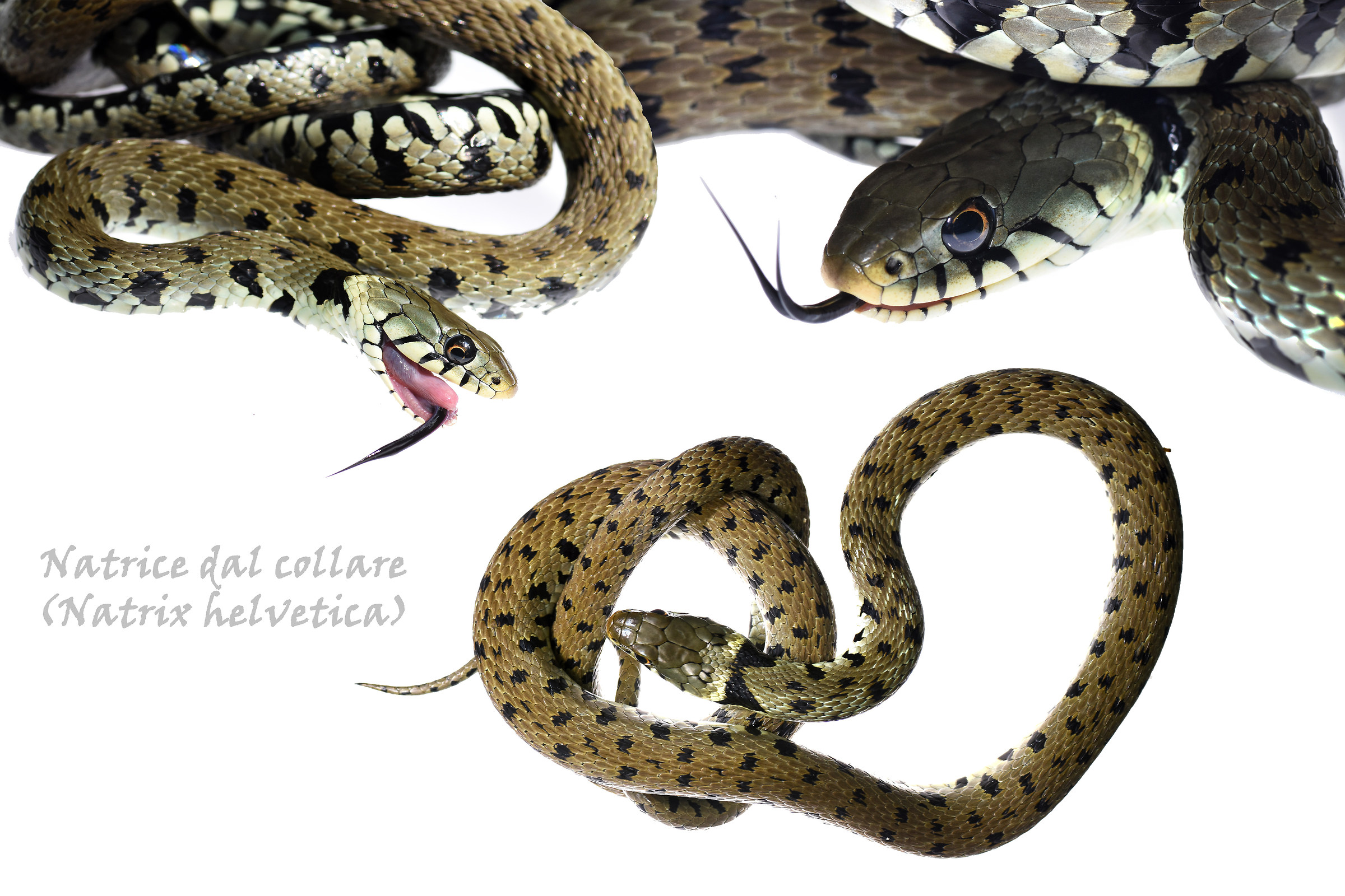 Natrice dal collare