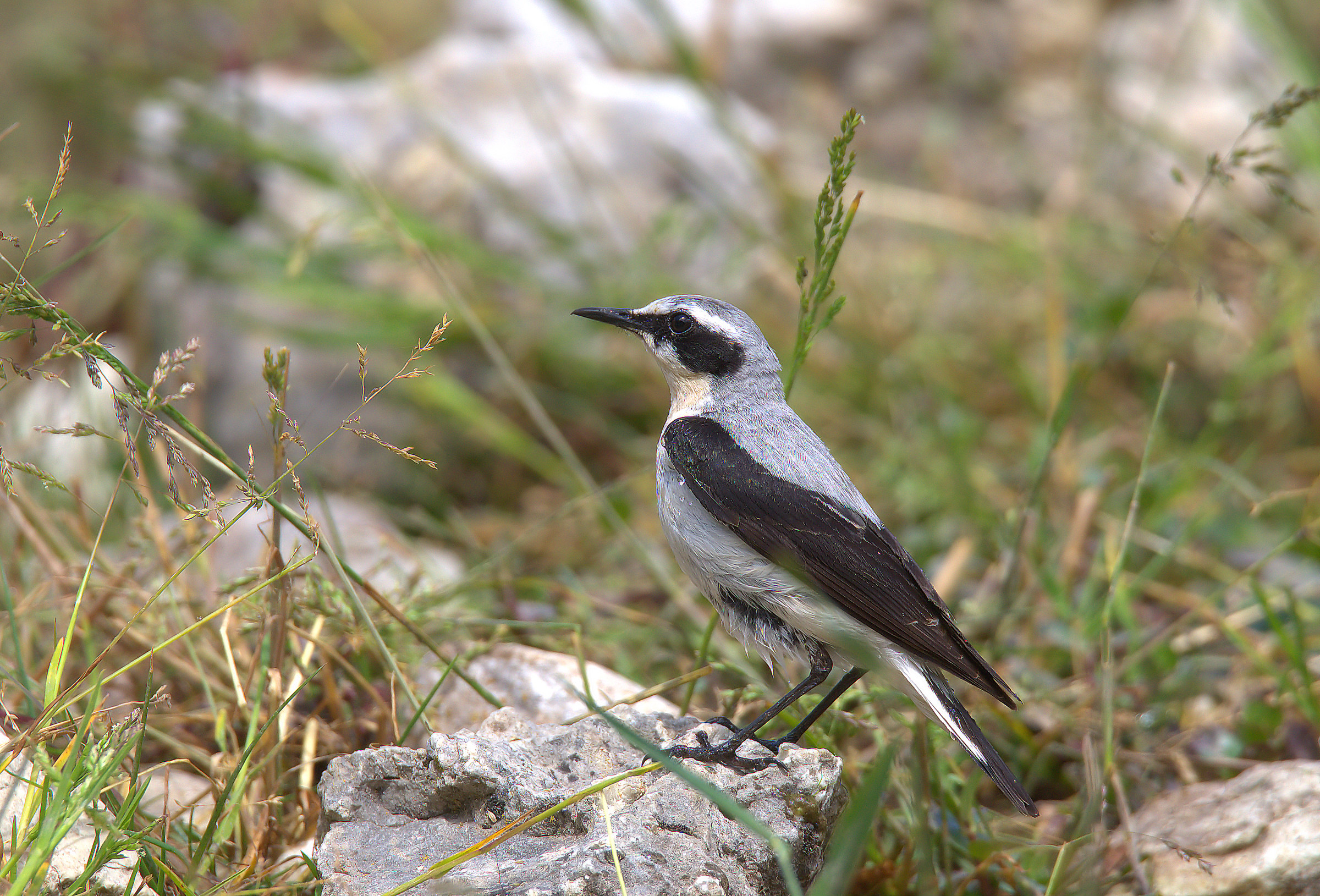 Wheatear
