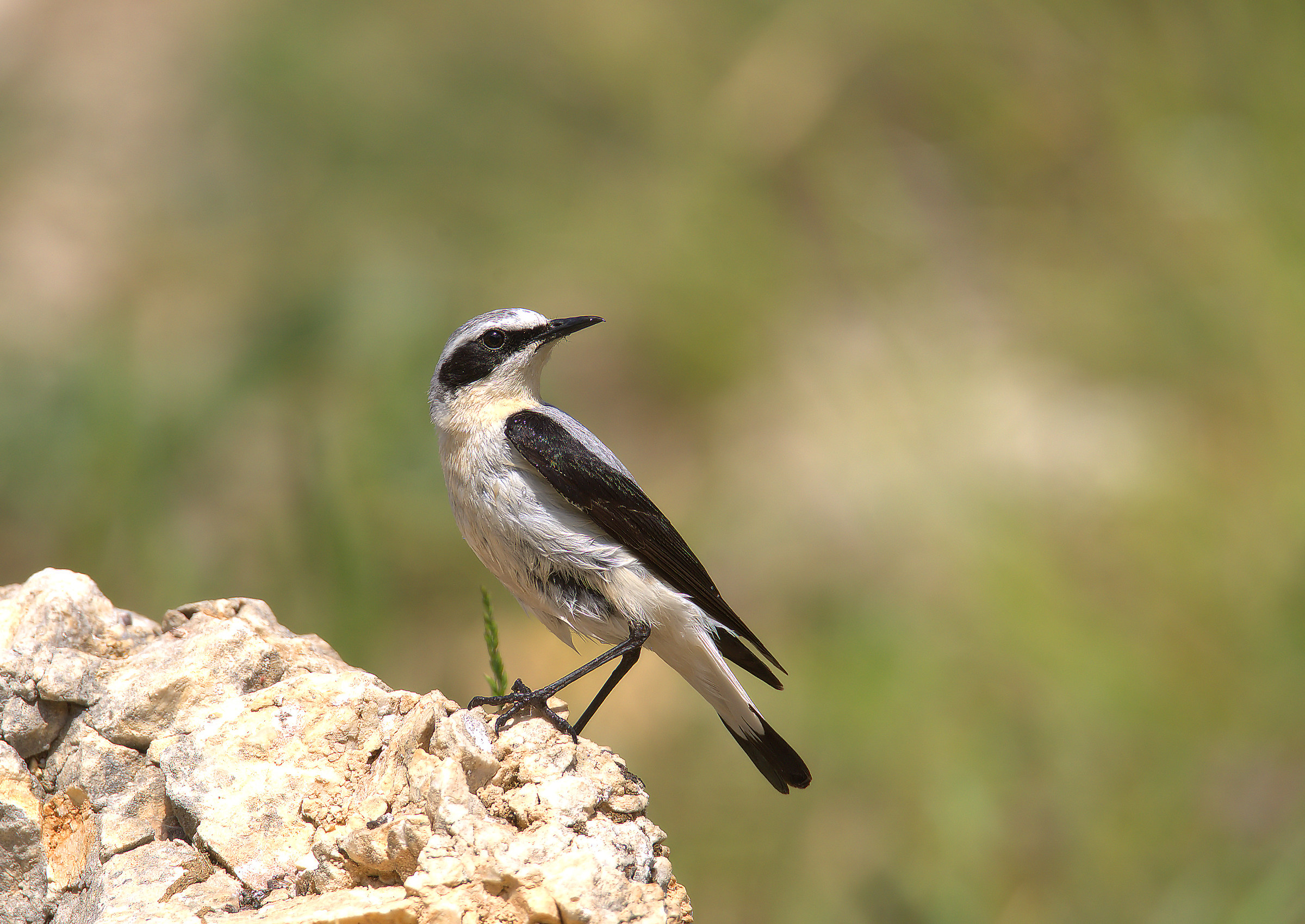Wheatear