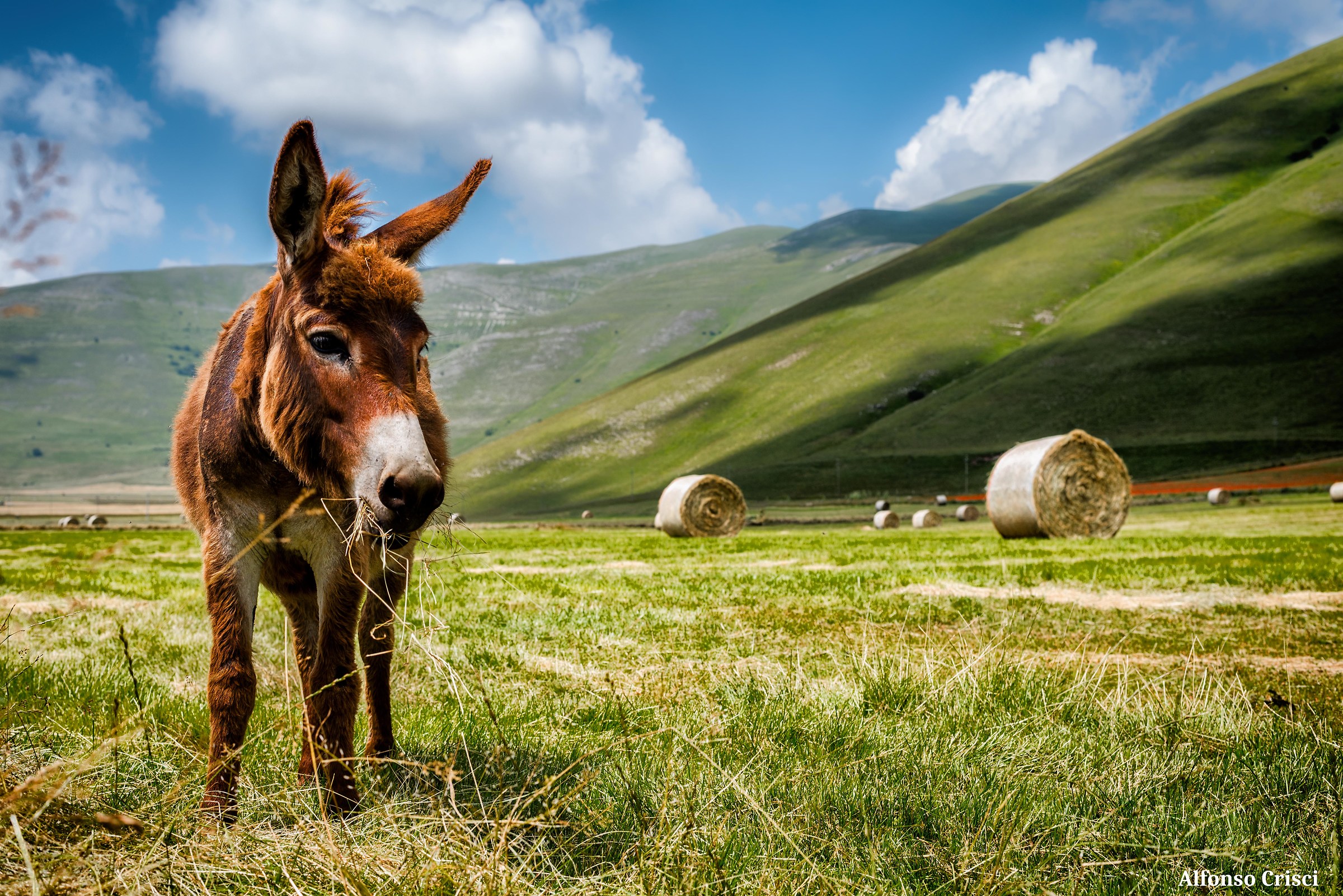 Il Somarello di Castelluccio