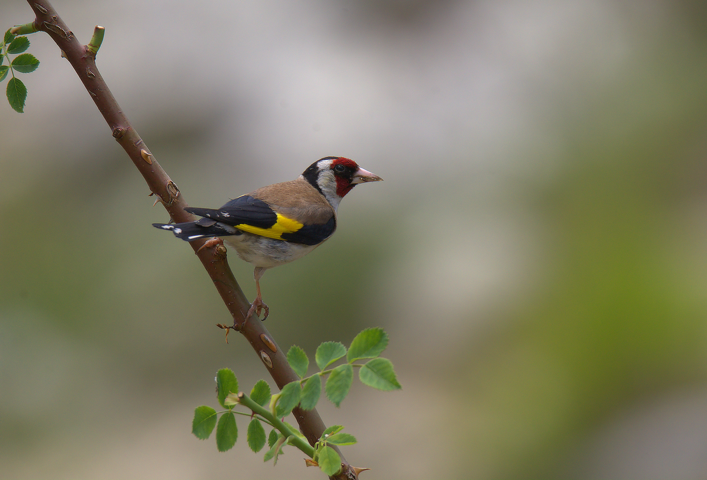 Goldfinch