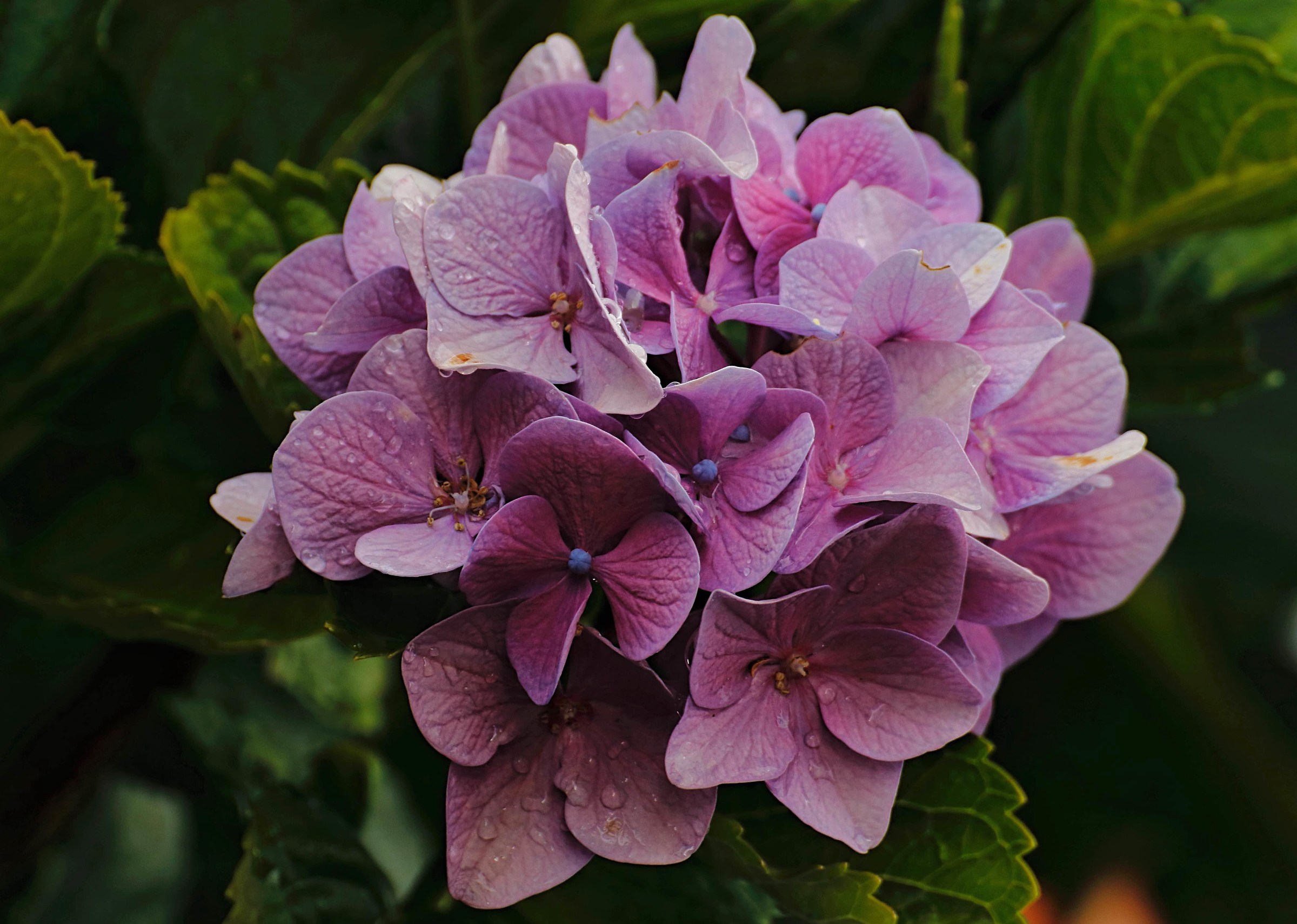 Hydrangea after thunderstorm