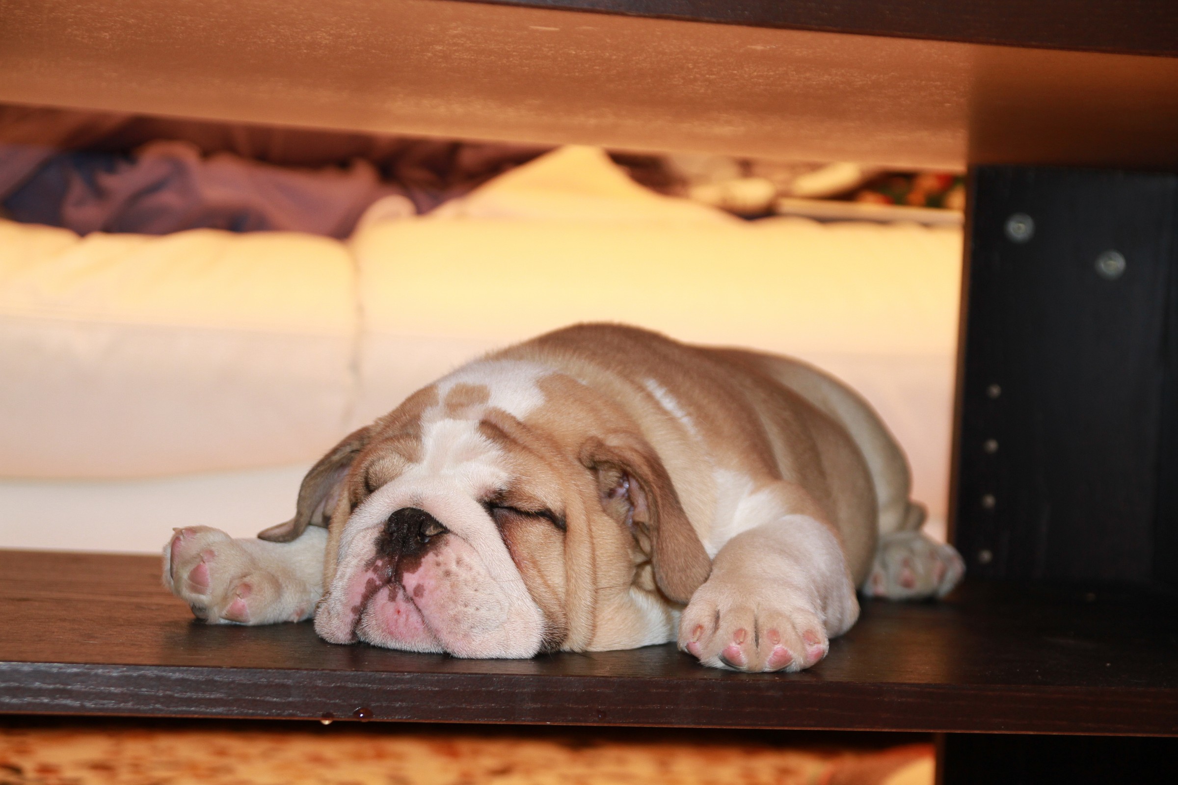 the most comfortable place in the world