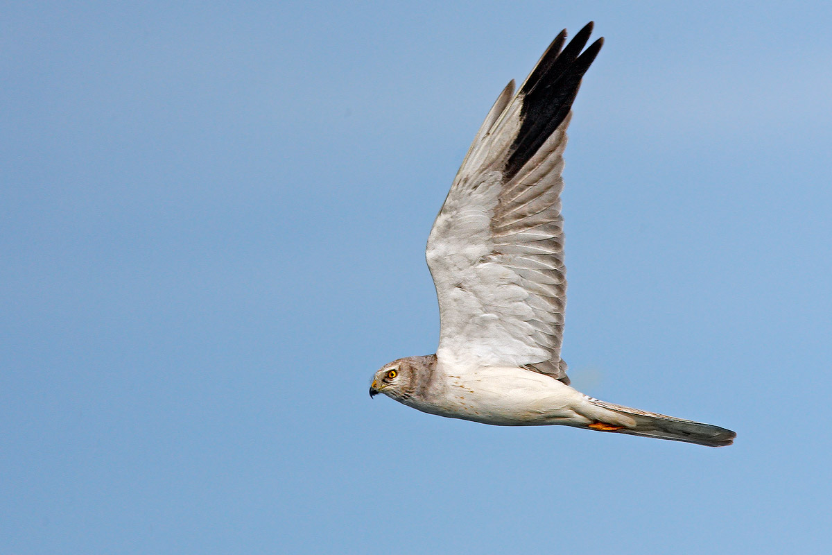 Harrier pale