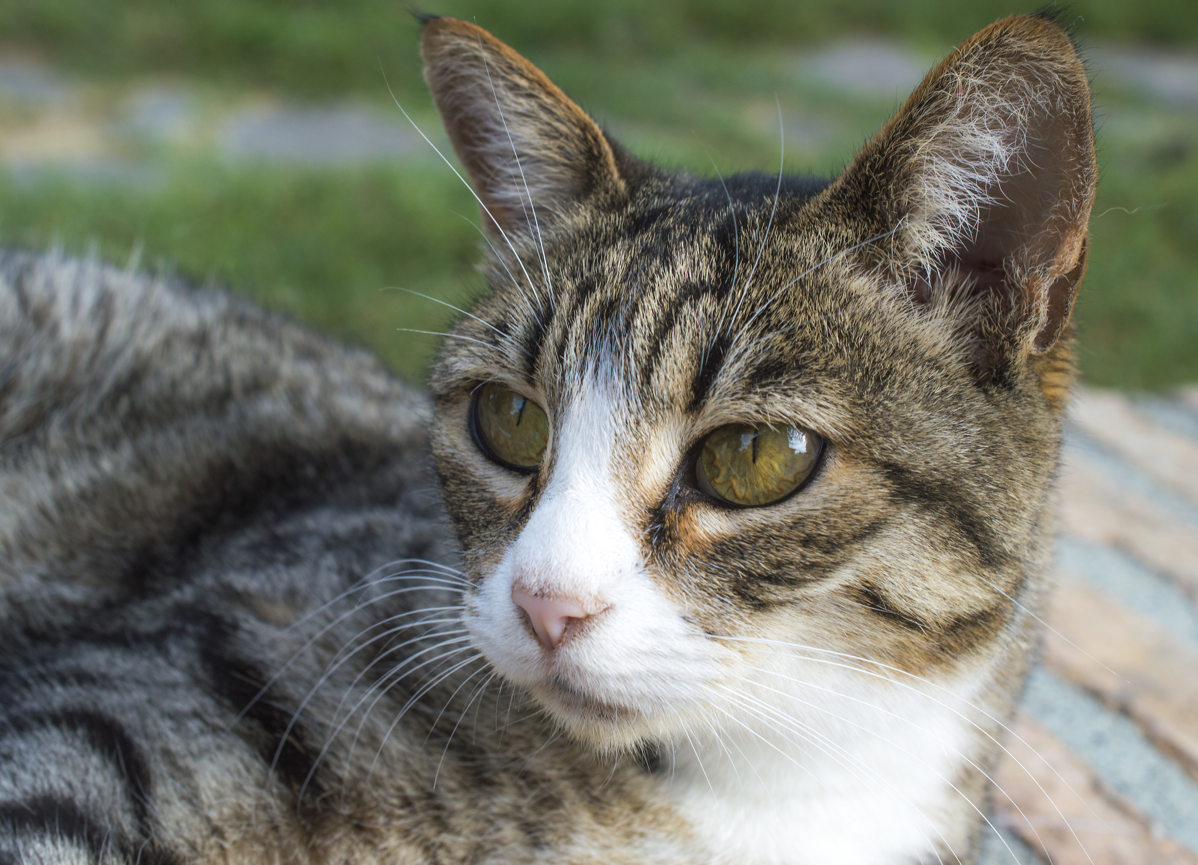 Il gatto dalle iridi seghettate