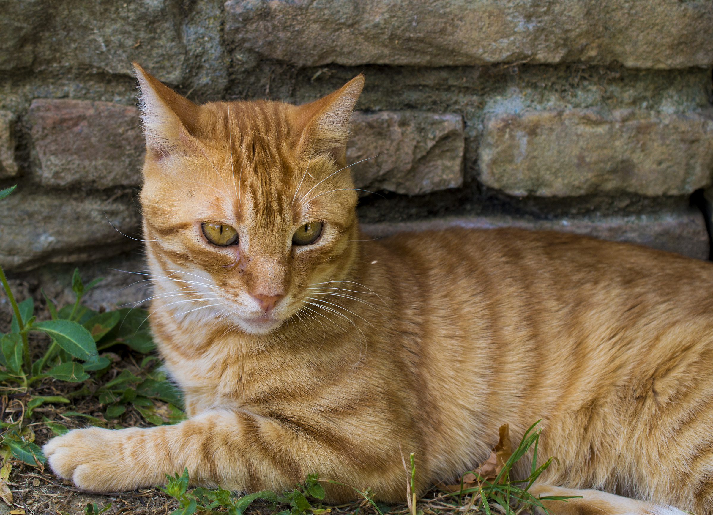 The rest of the warrior