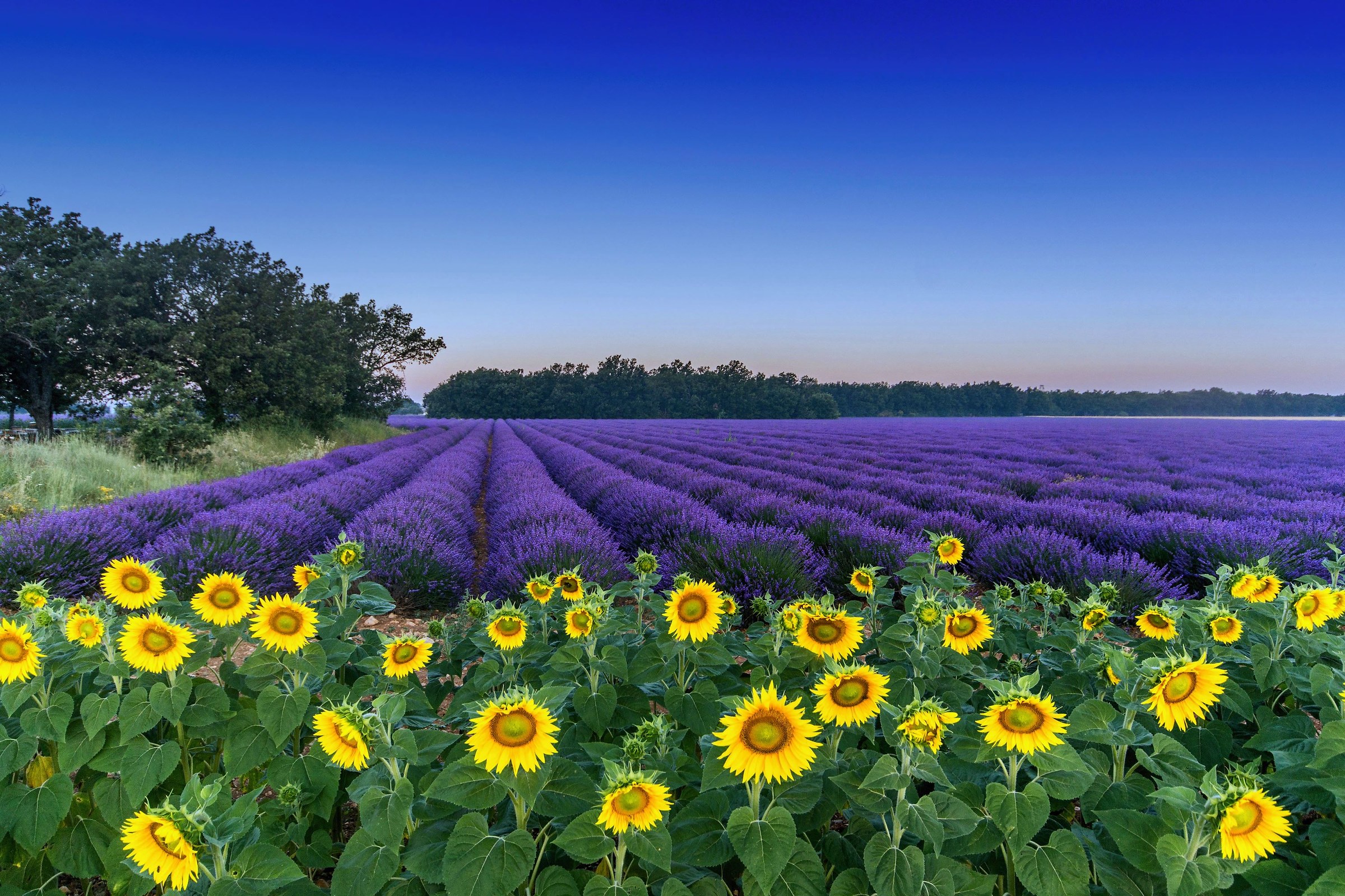 Girasoli e lavanda a Valensole (F)
