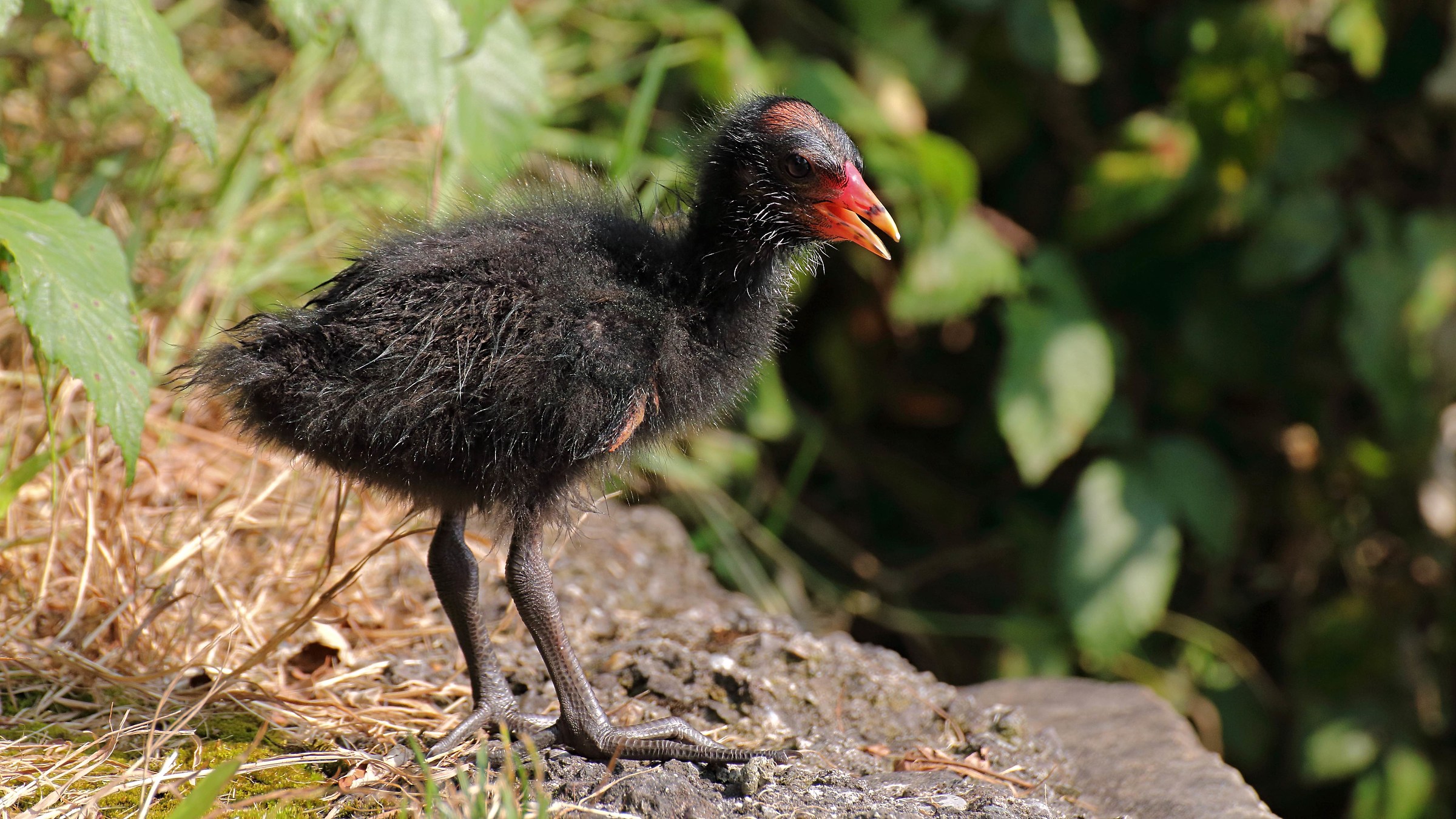 Pullo di gallinella d'acqua