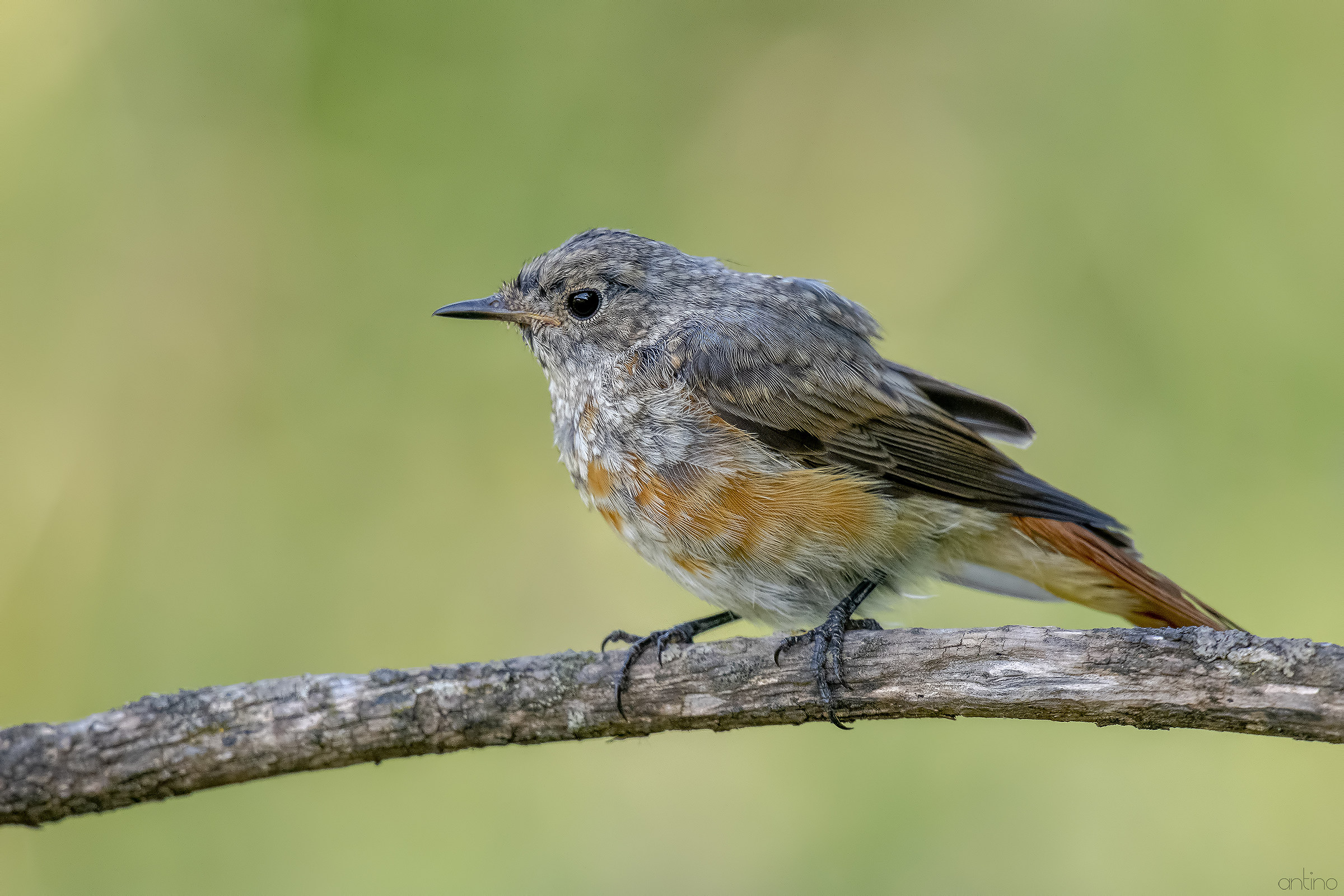 Govane Redstart