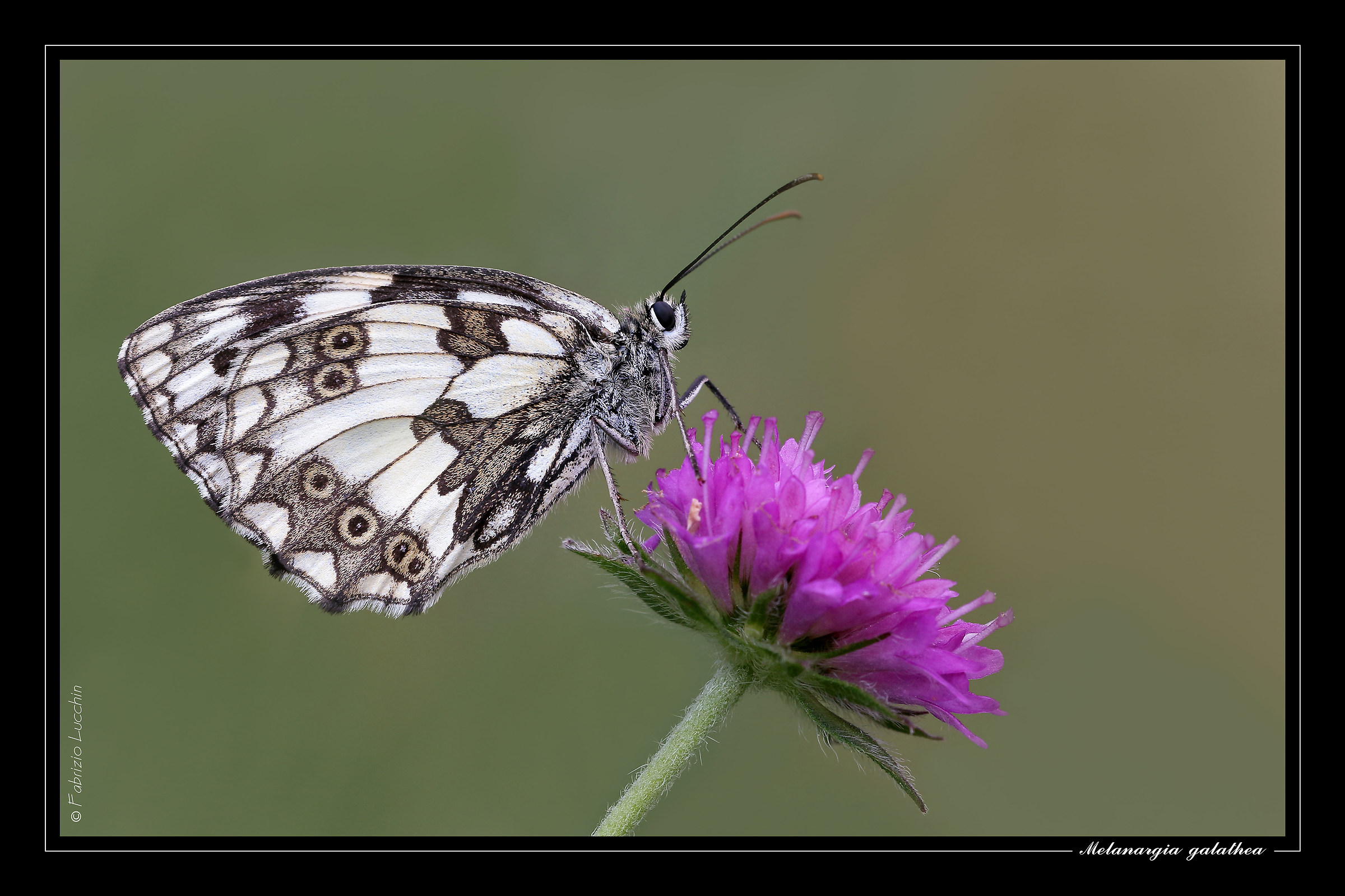 Melanargia galatea