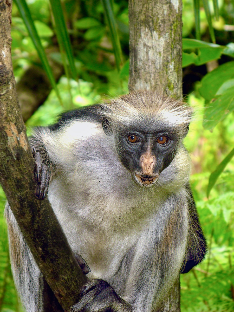 Piliocolobus kirkii (colobo rosso)