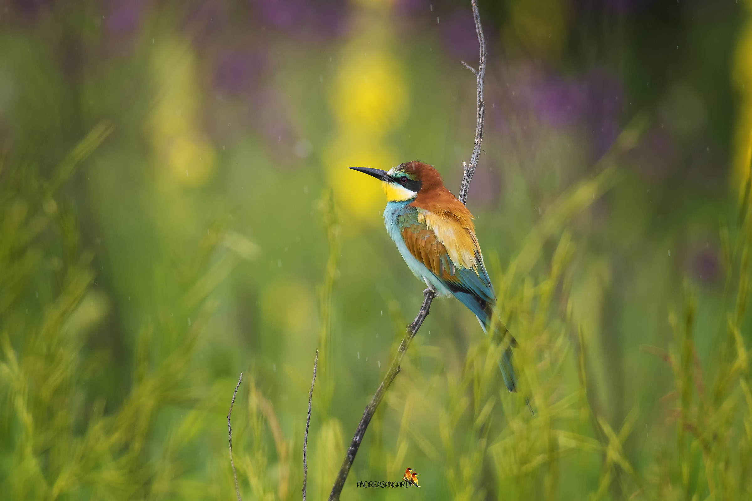 The eater and the magic of colors