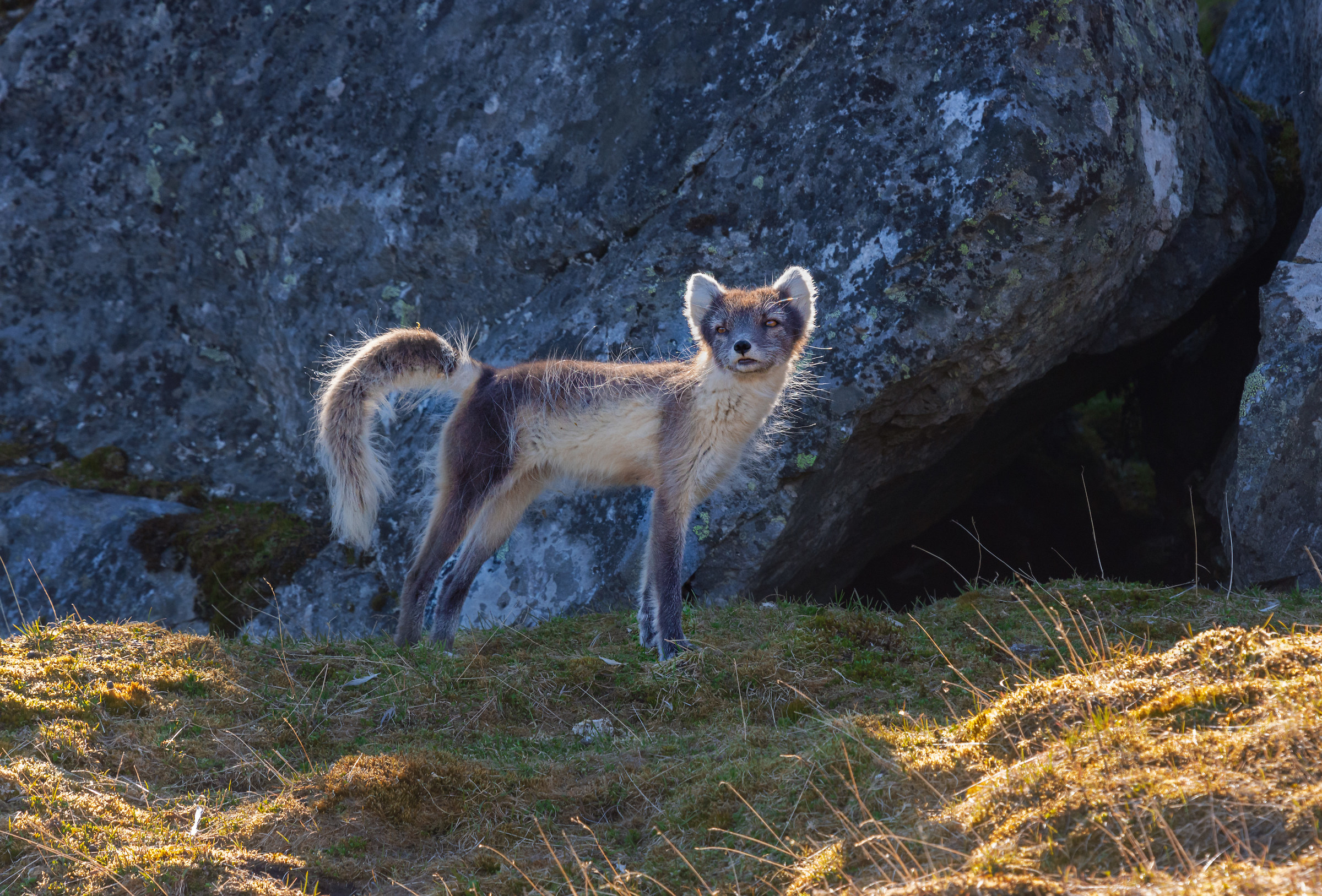 Arctic fox
