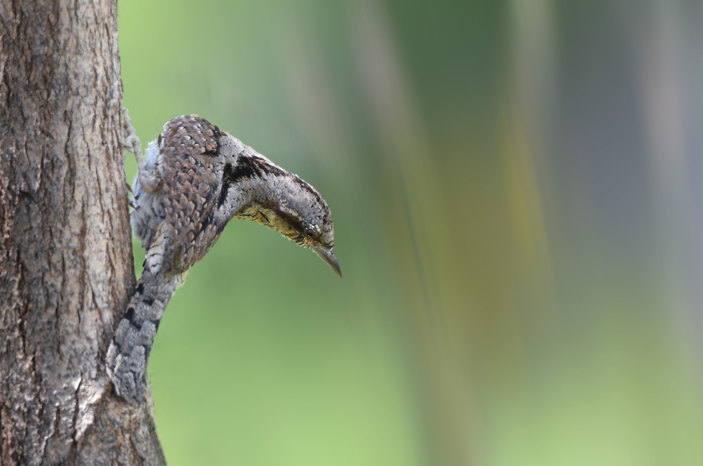 Torcicollo Euroasiatico