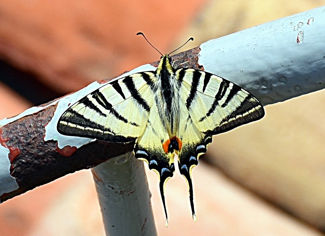 Swallowtail