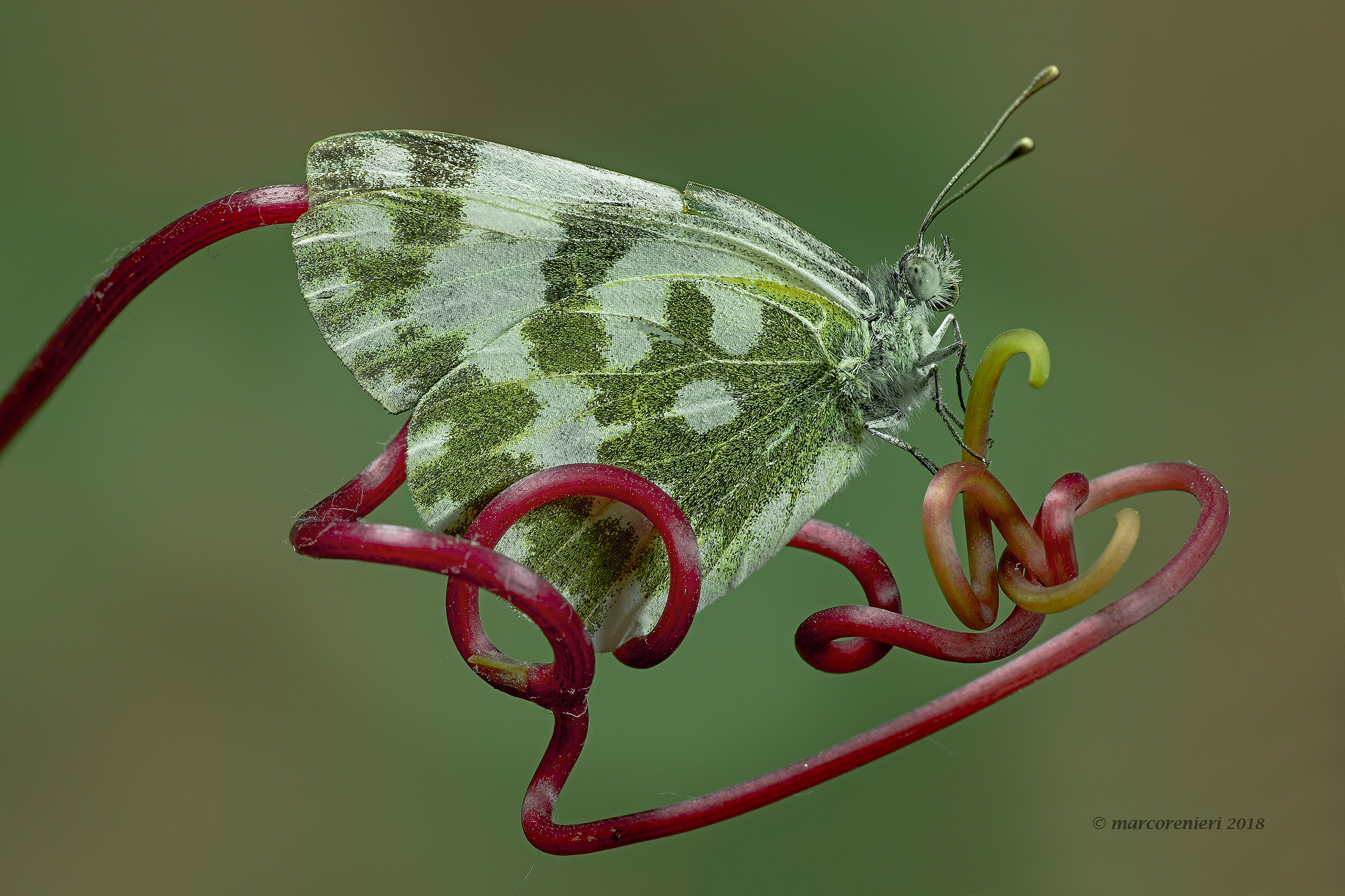 Pieris Edusa