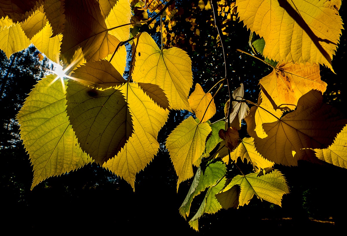 luci ombre e trasparenze