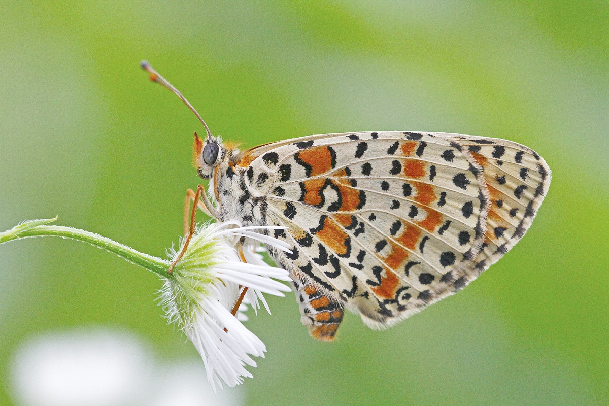 Fritillaria (Melitea phoebe)