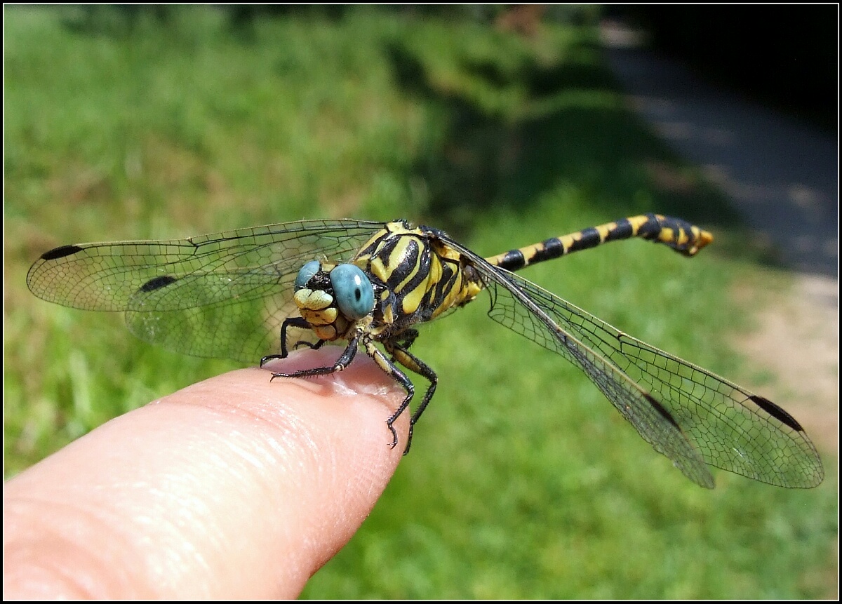 "Onychogomphus uncatus" male...