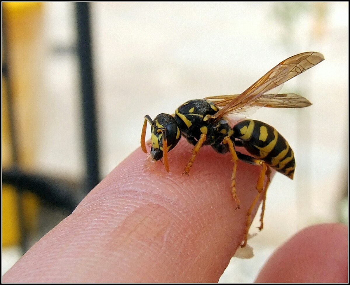 "Listes Dominula" female...