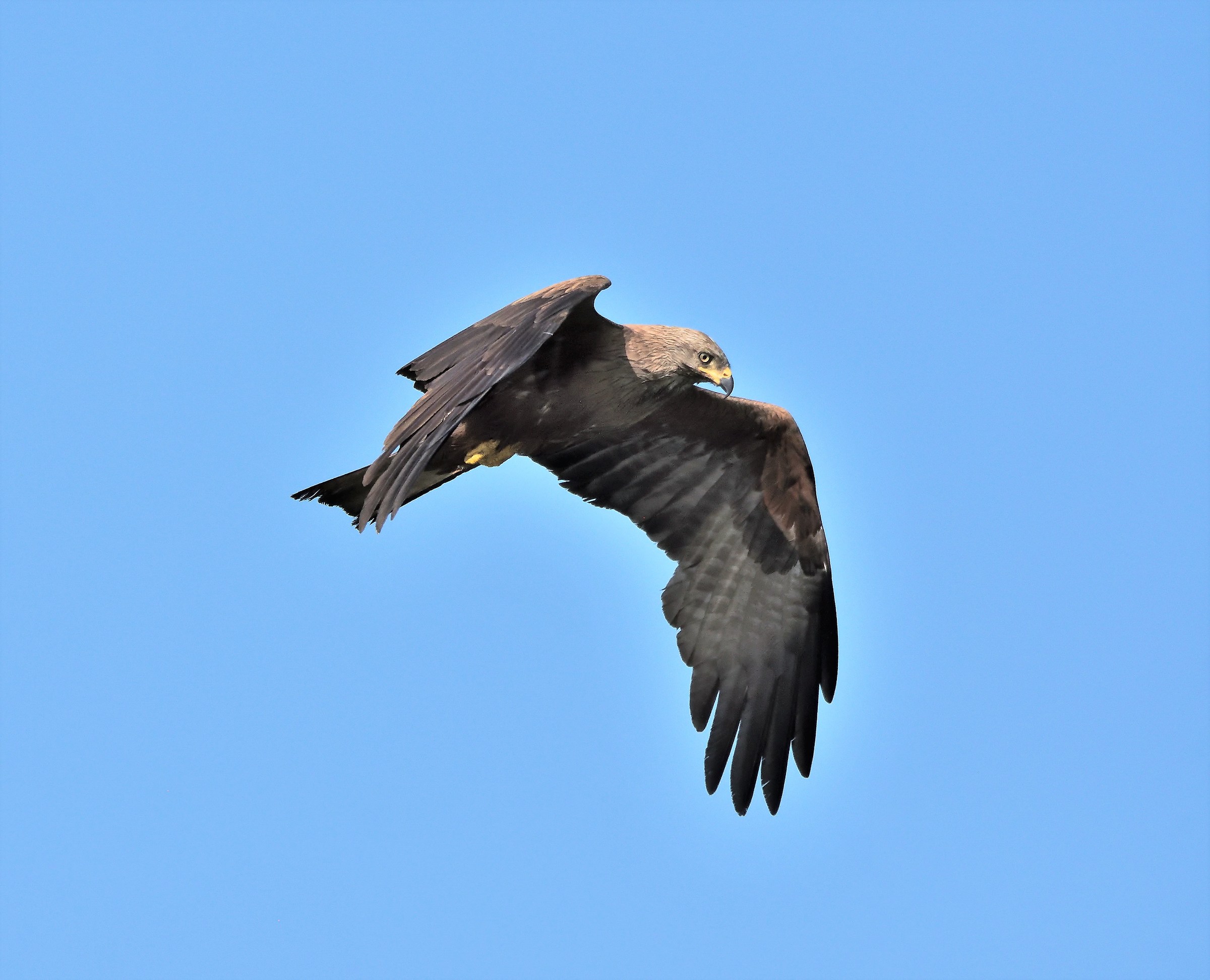 Brown Kite