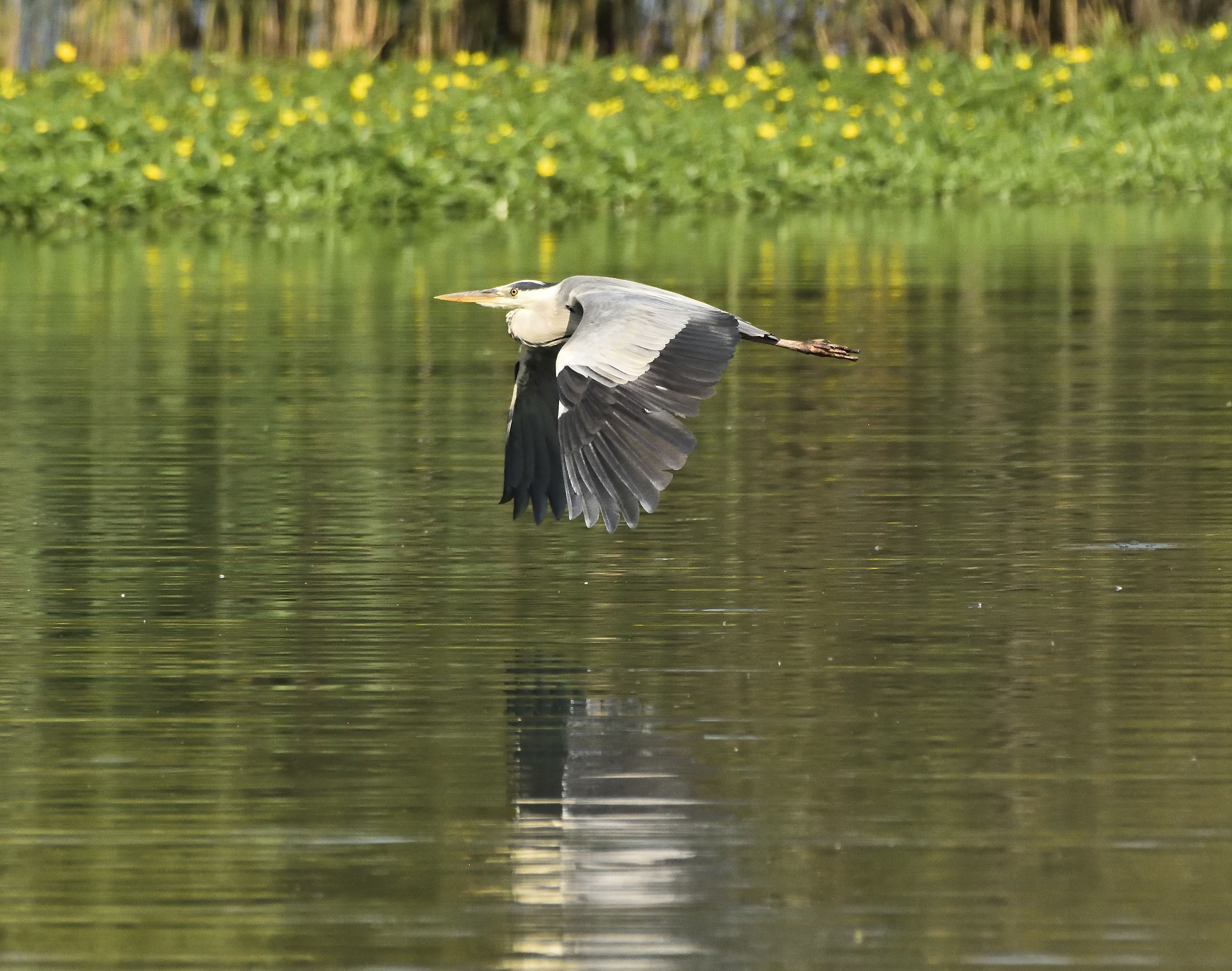 The usual Heron
