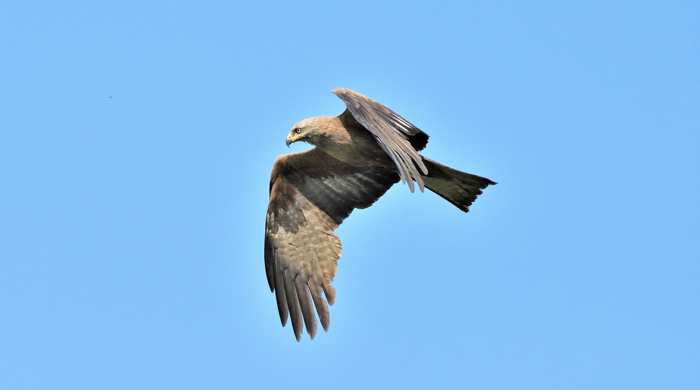 Brown Kite