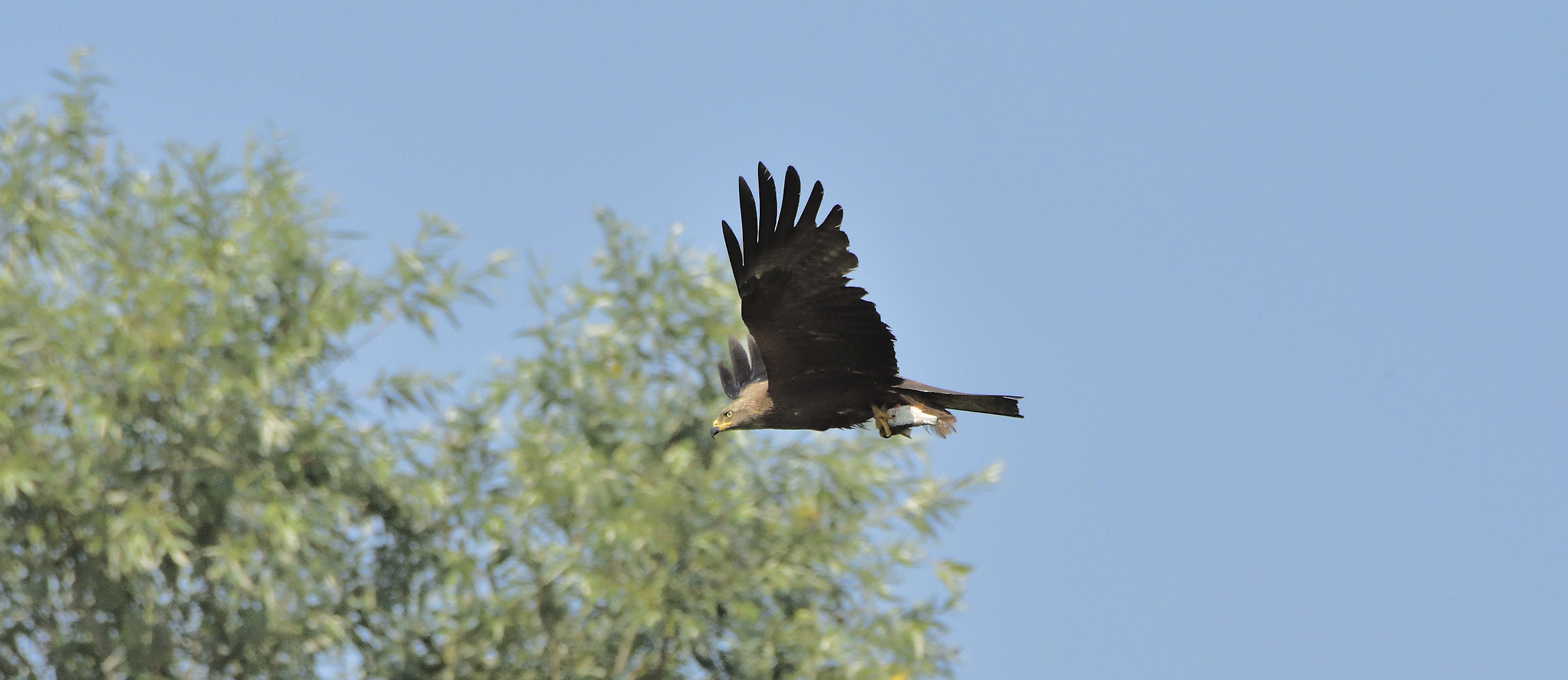 Brown Kite with Prey