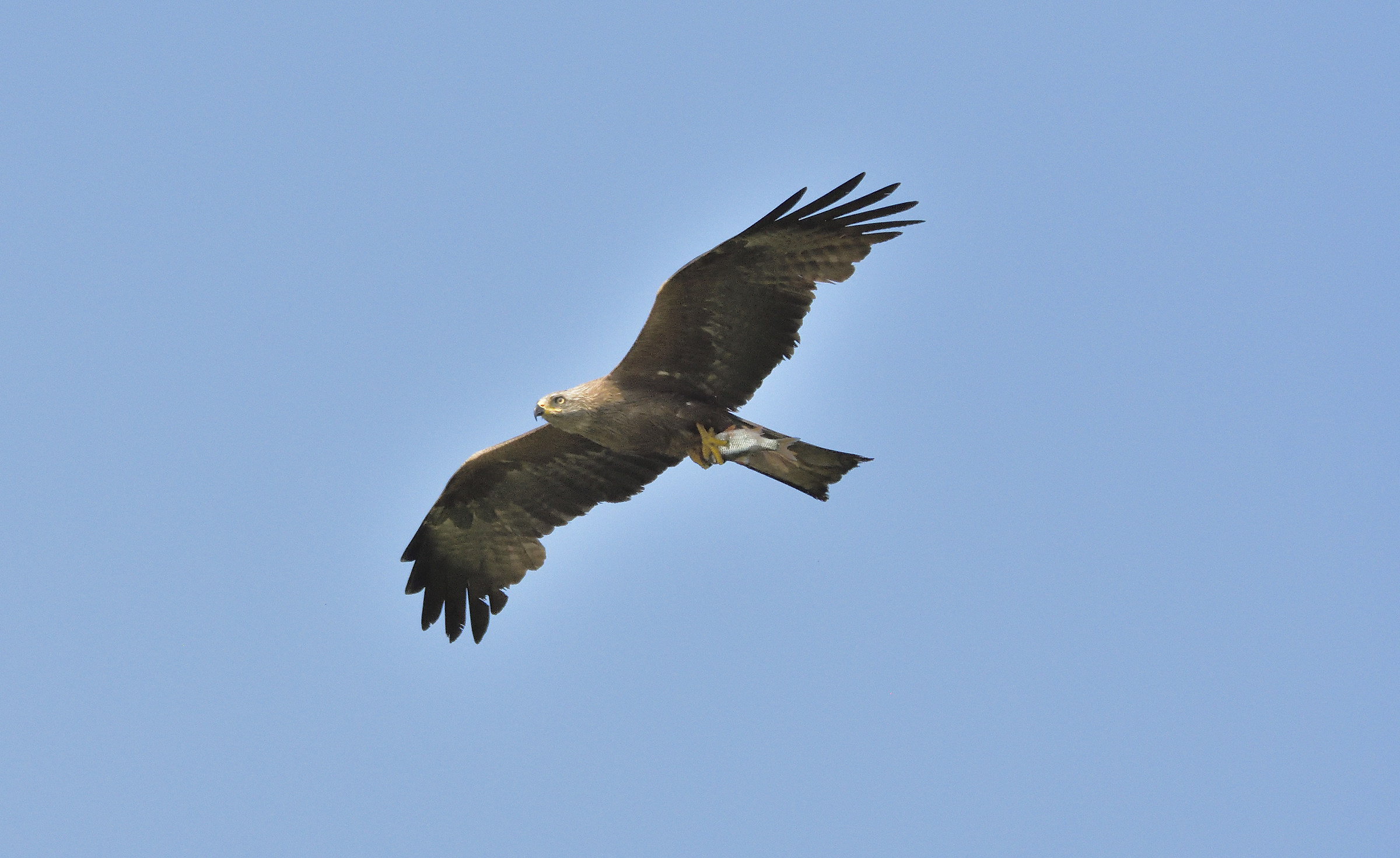 Brown Kite with Prey