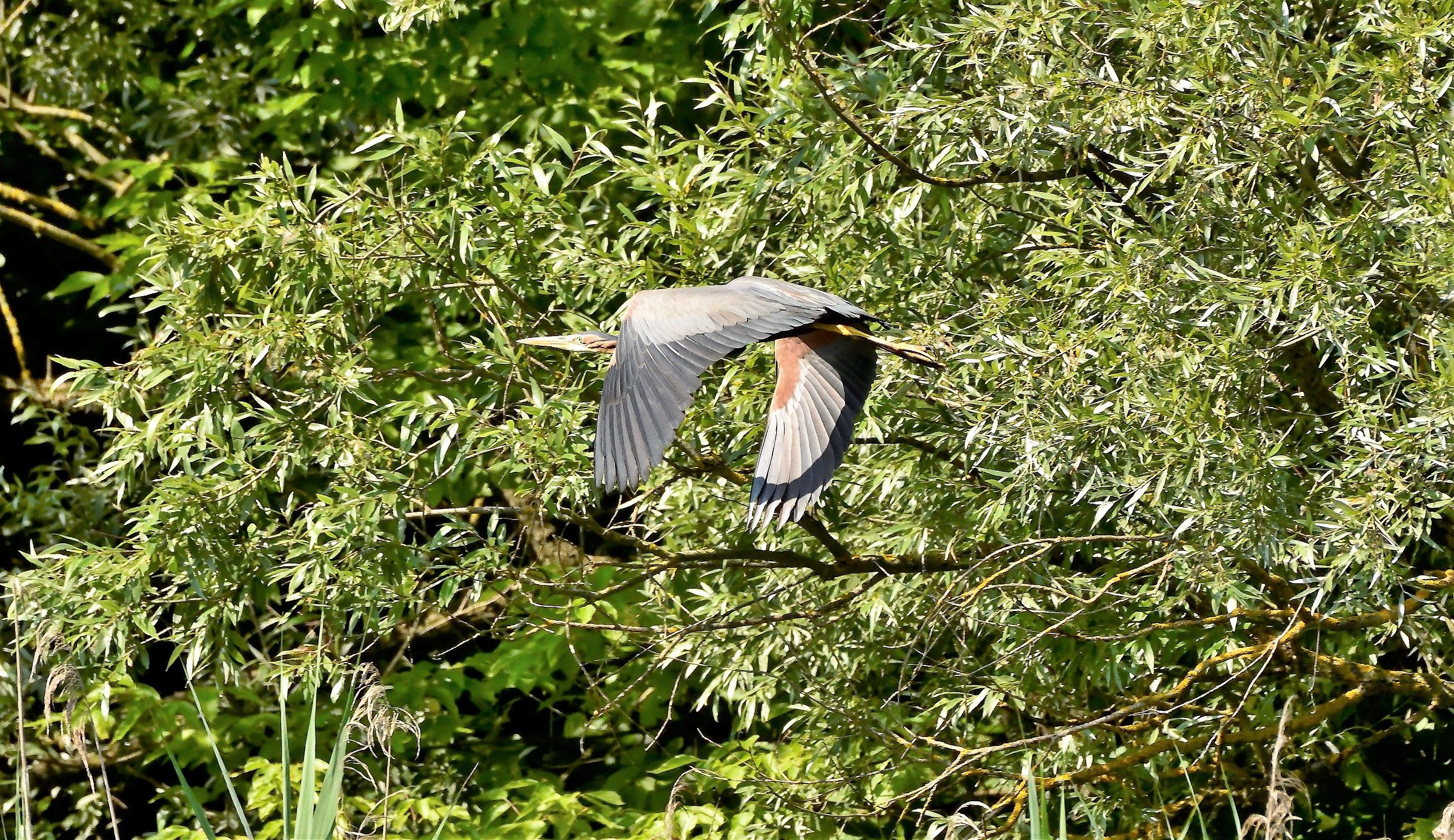 Red Heron