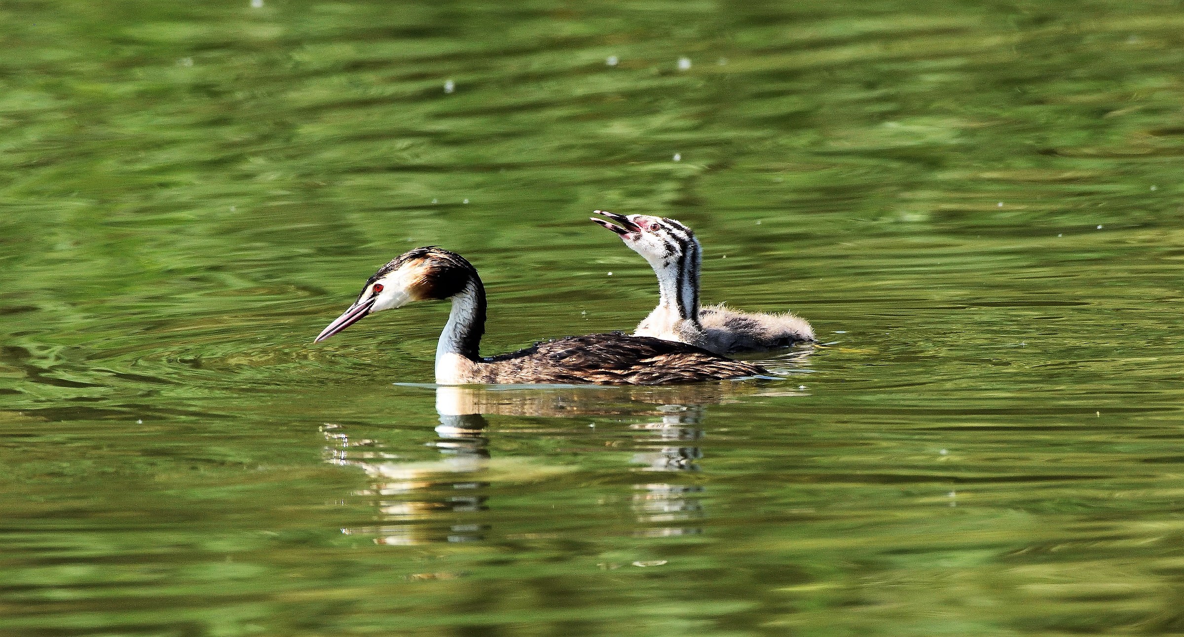 Grebes