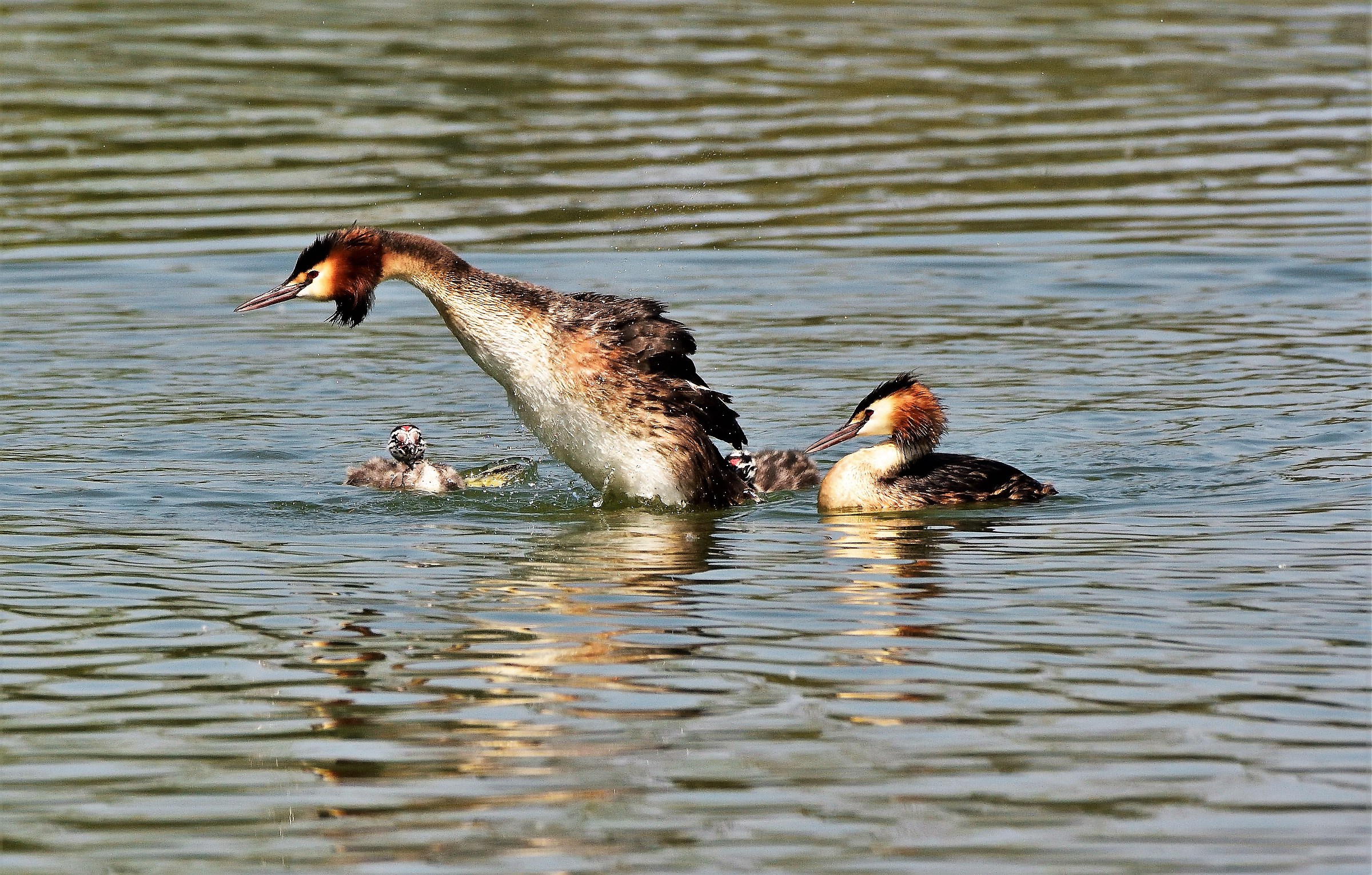 Family of Loons