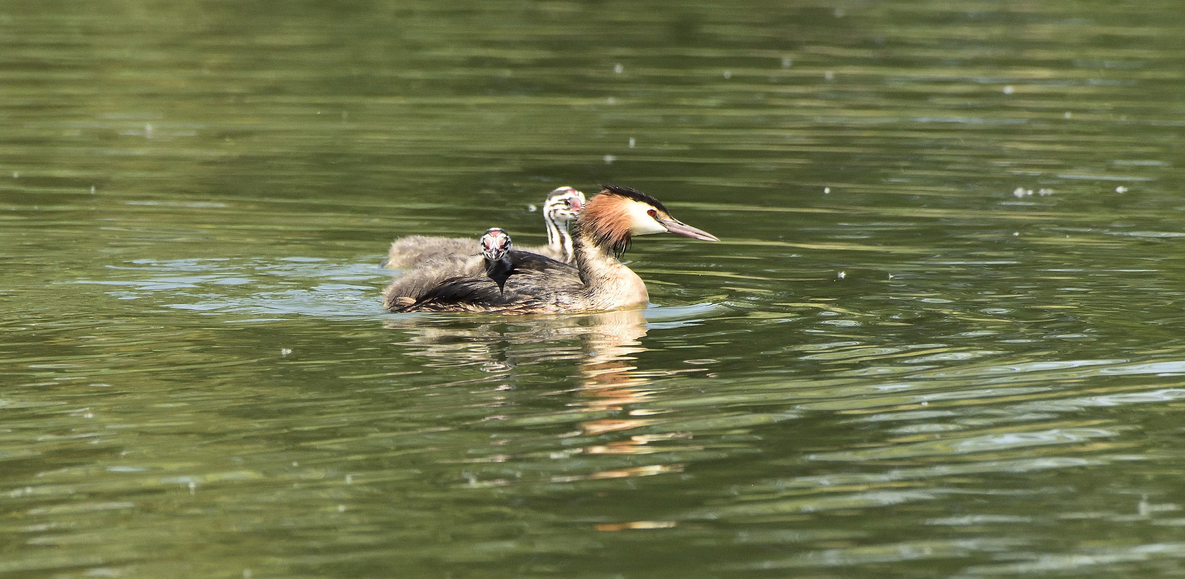 Grebes