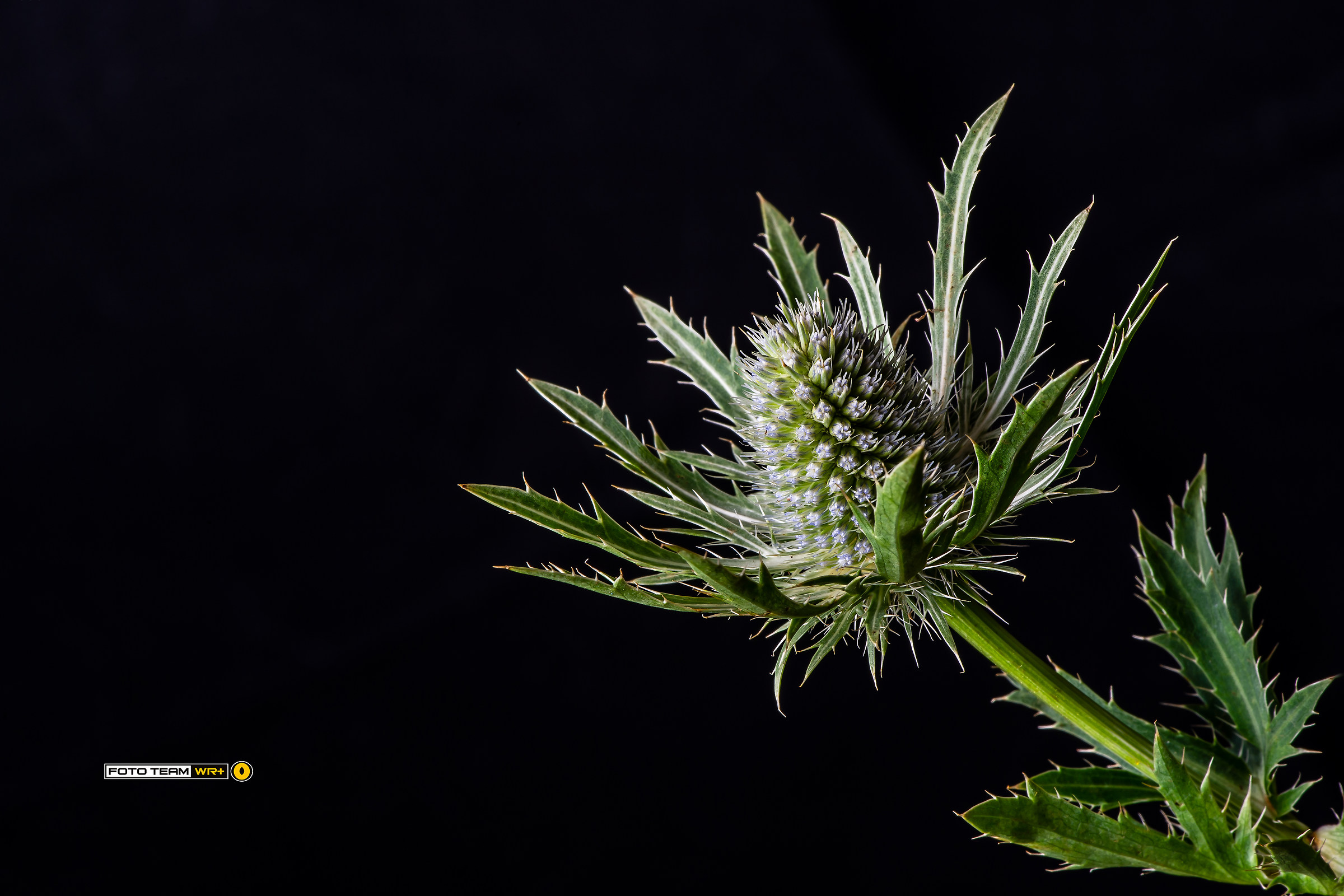 Eryngium planum