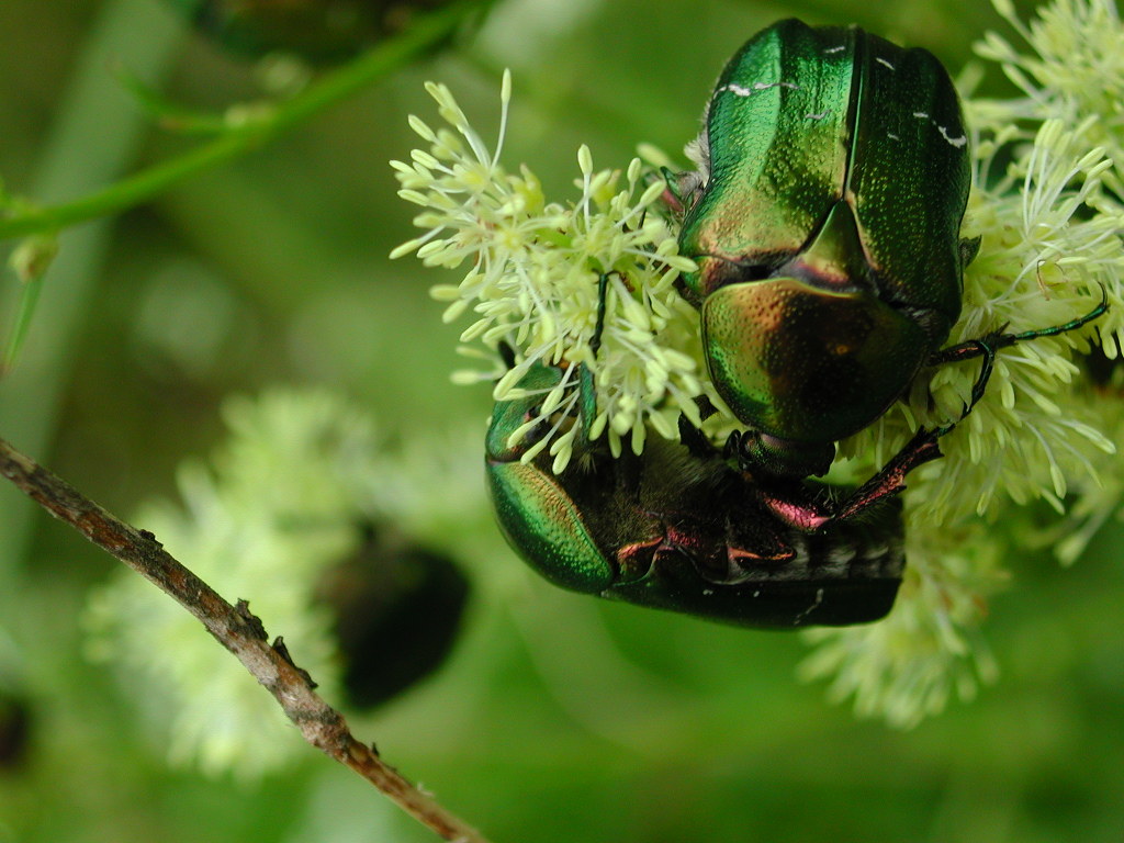 Green beetles