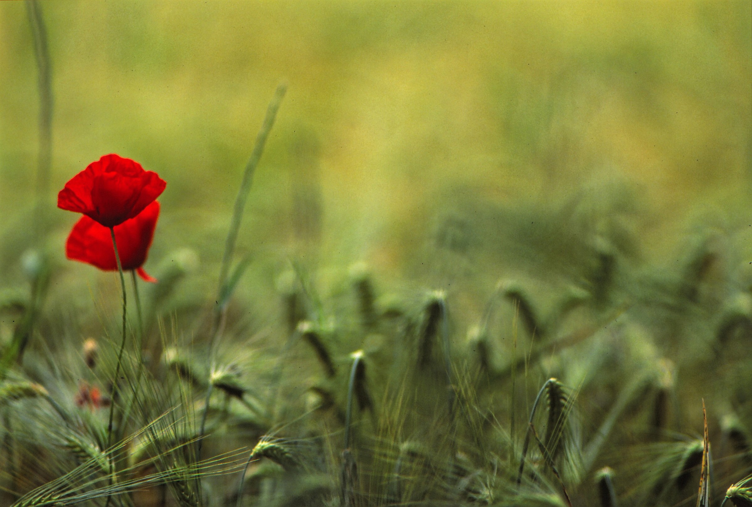 Papaveri campo di grano