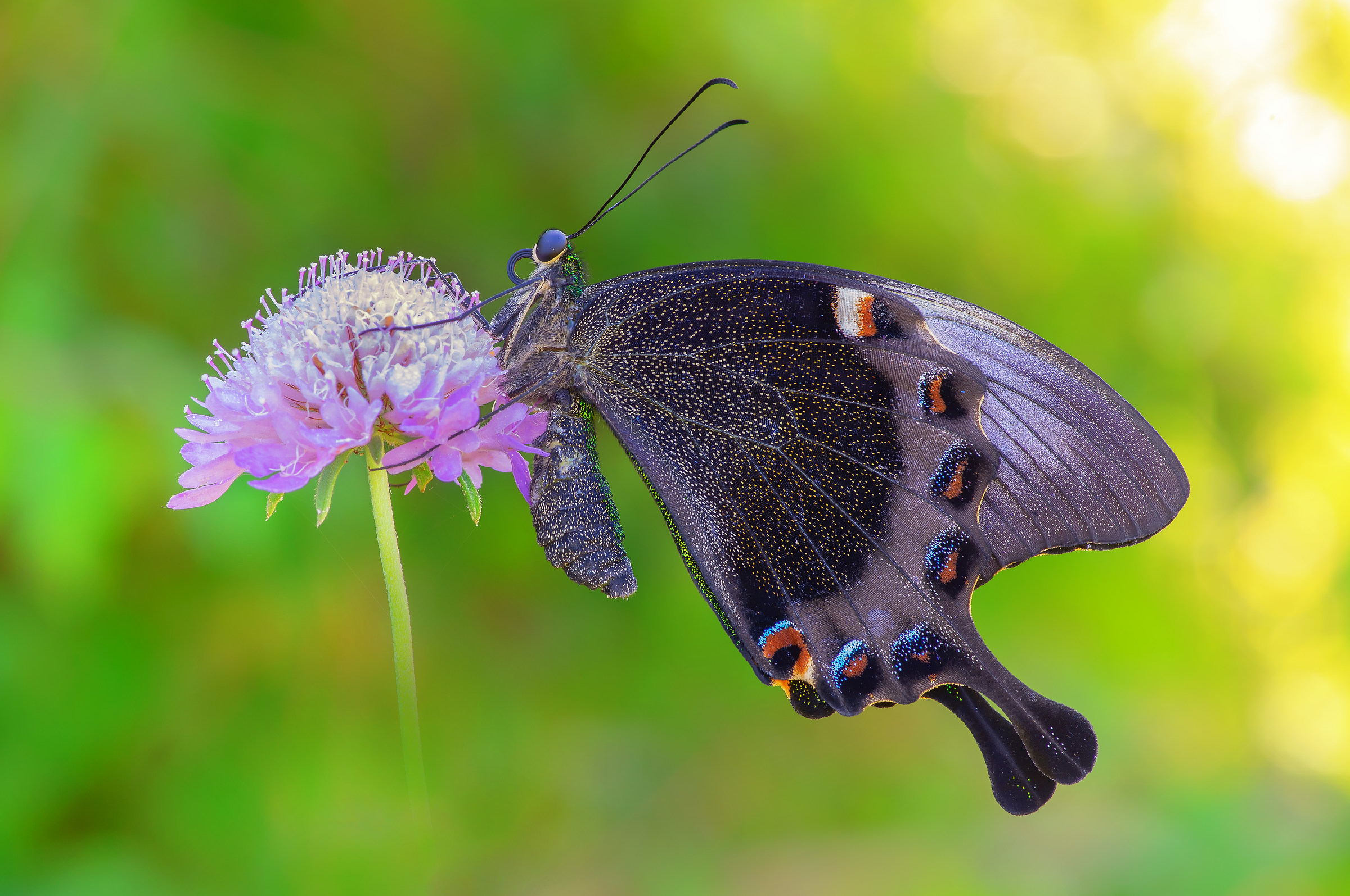 Papilio Palinurus (Fabricius, 1787)