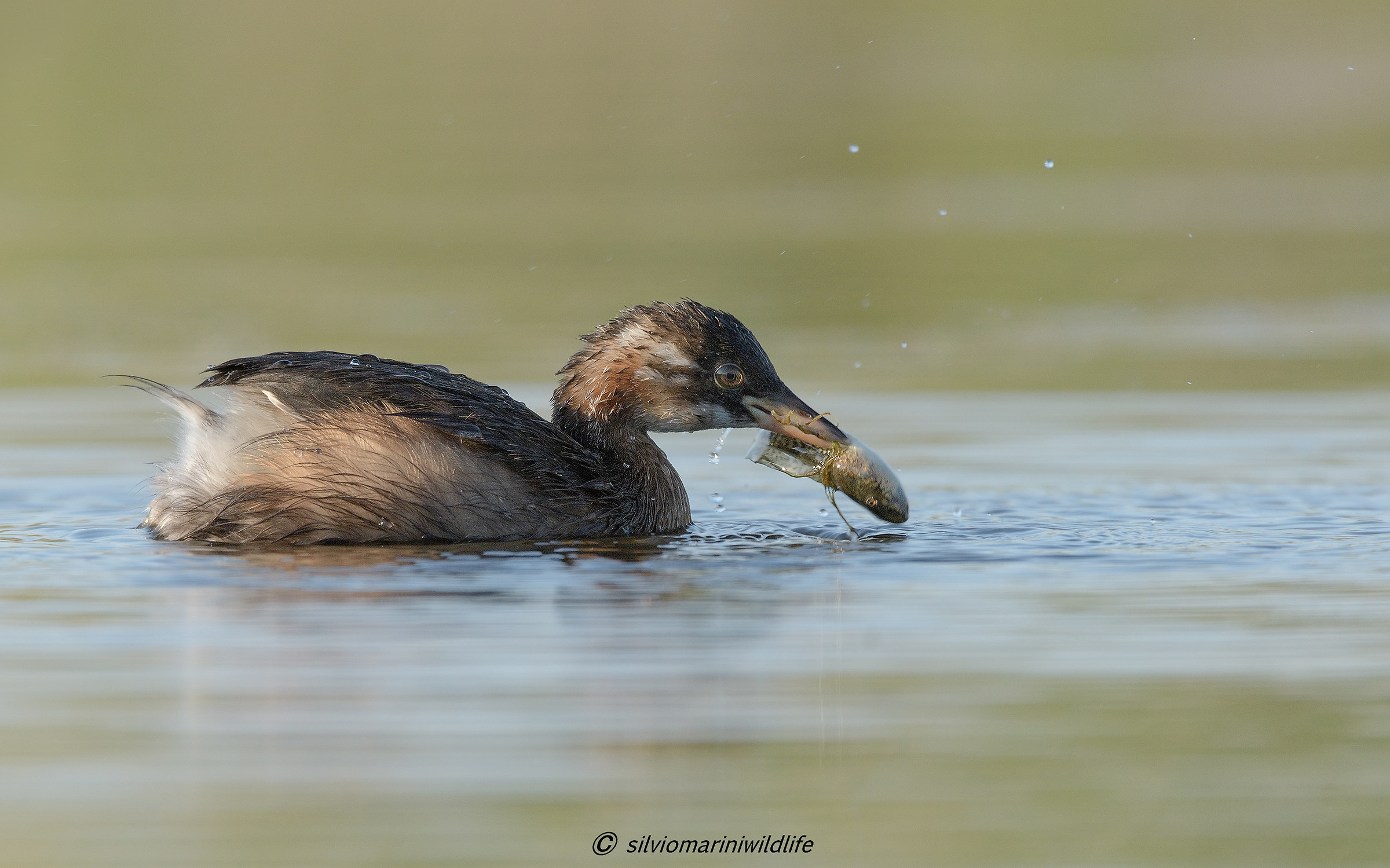 Tuffetto(Tachybaptus ruficollis)