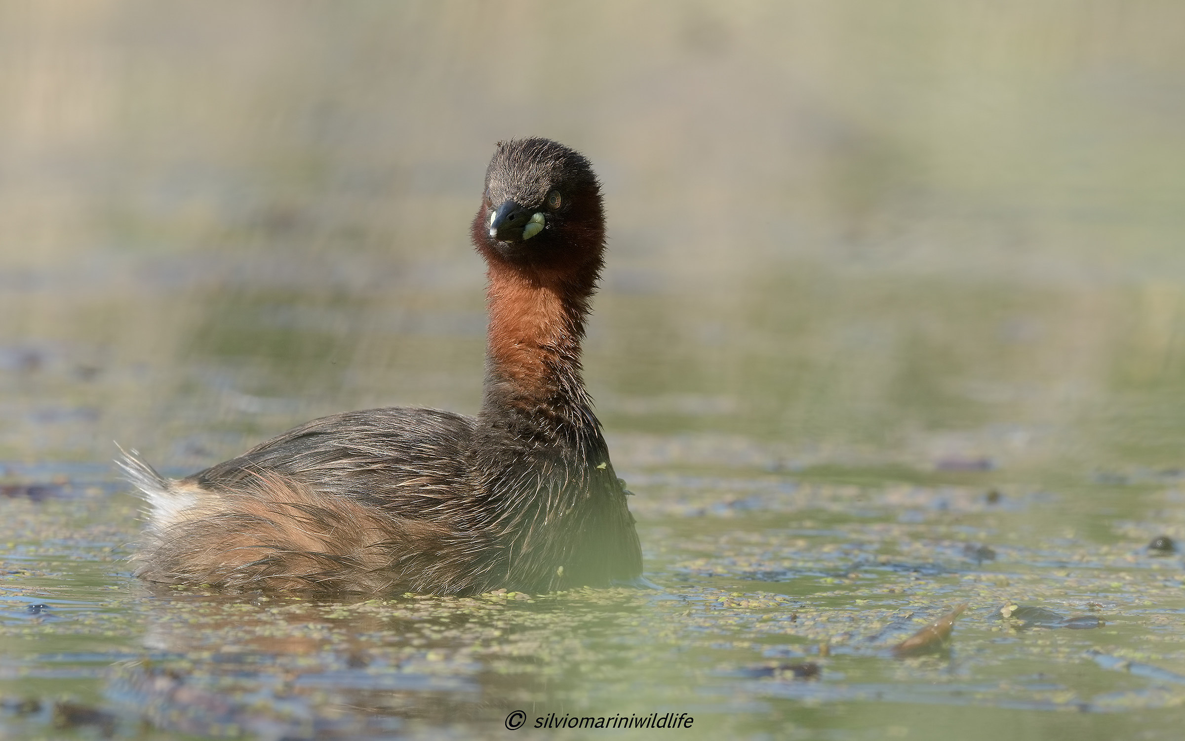 Tuffetto(Tachybaptus ruficollis)