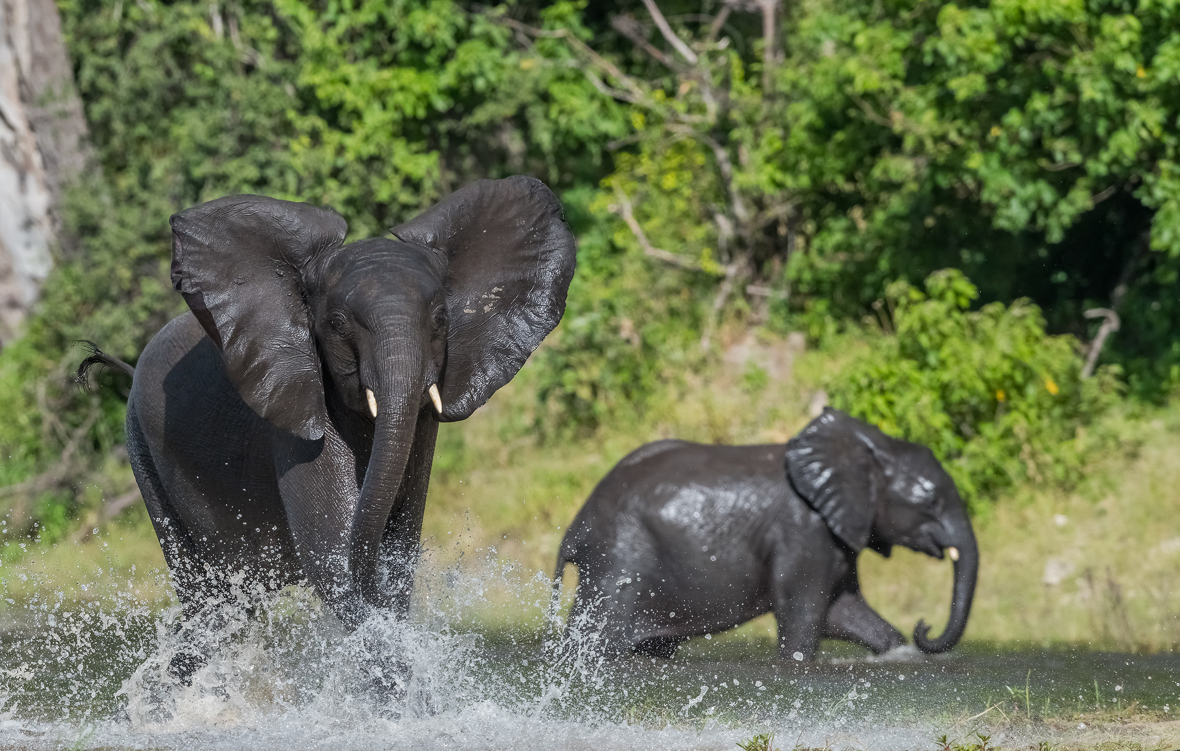 La spavalderia della giovinezza