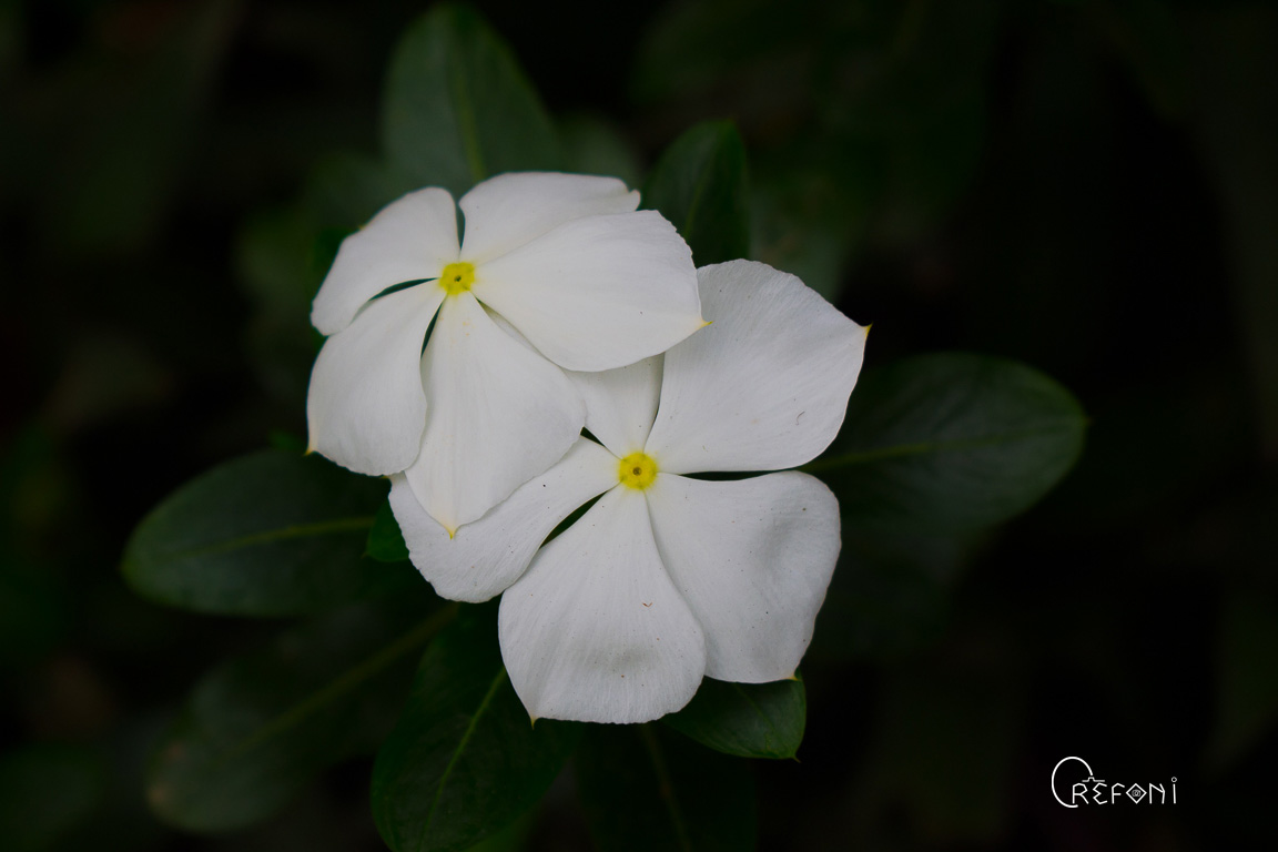 White flower