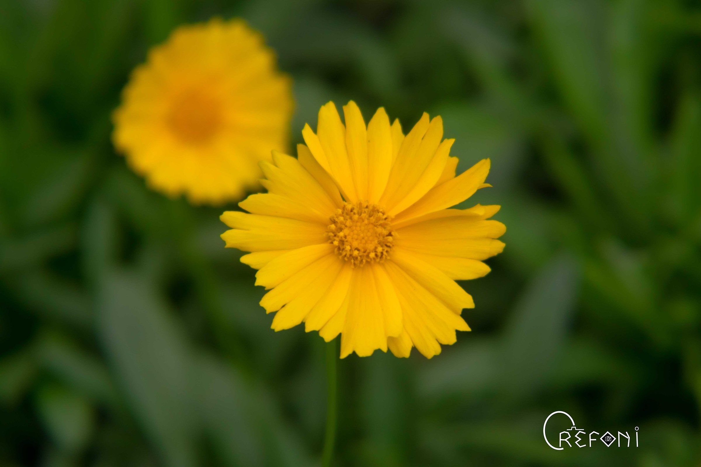 Yellow flower