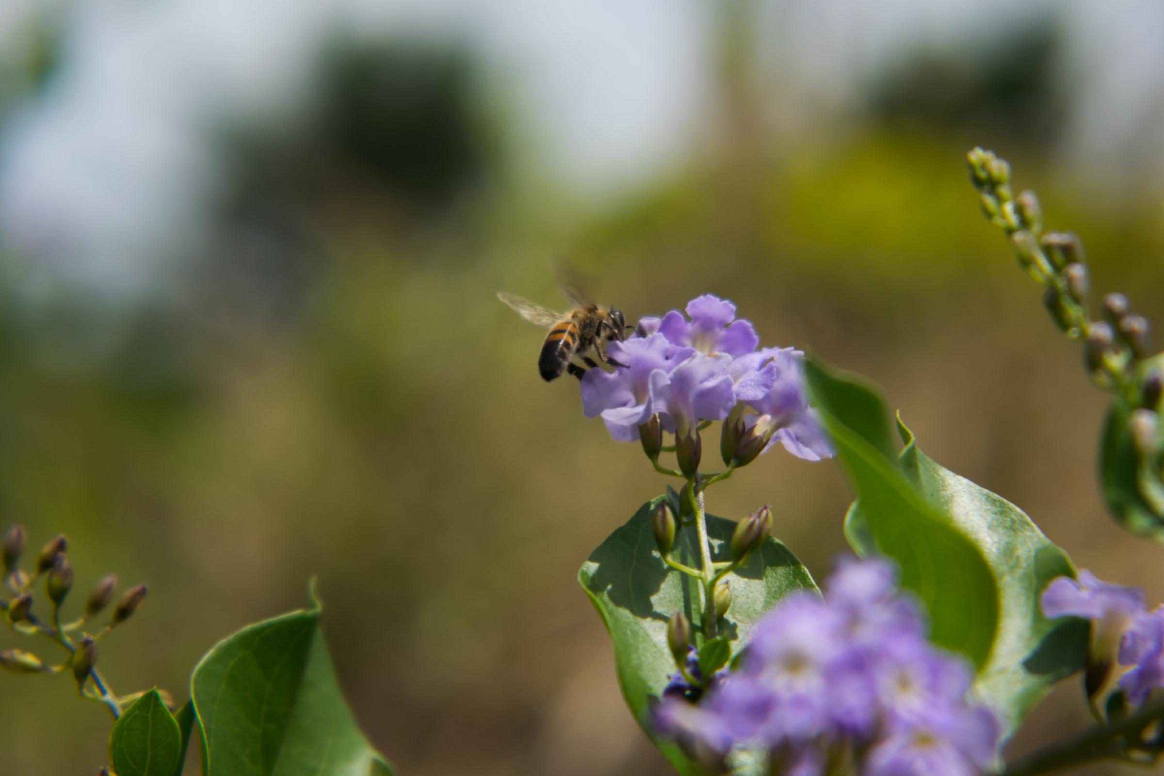 Nature's Flying machine