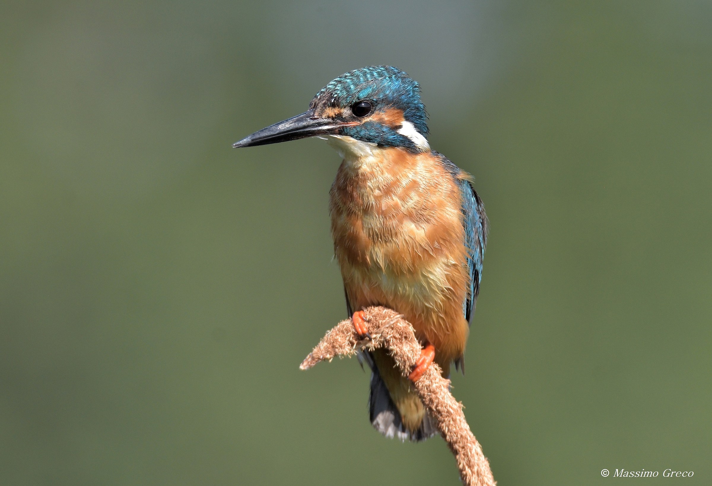 Kingfisher