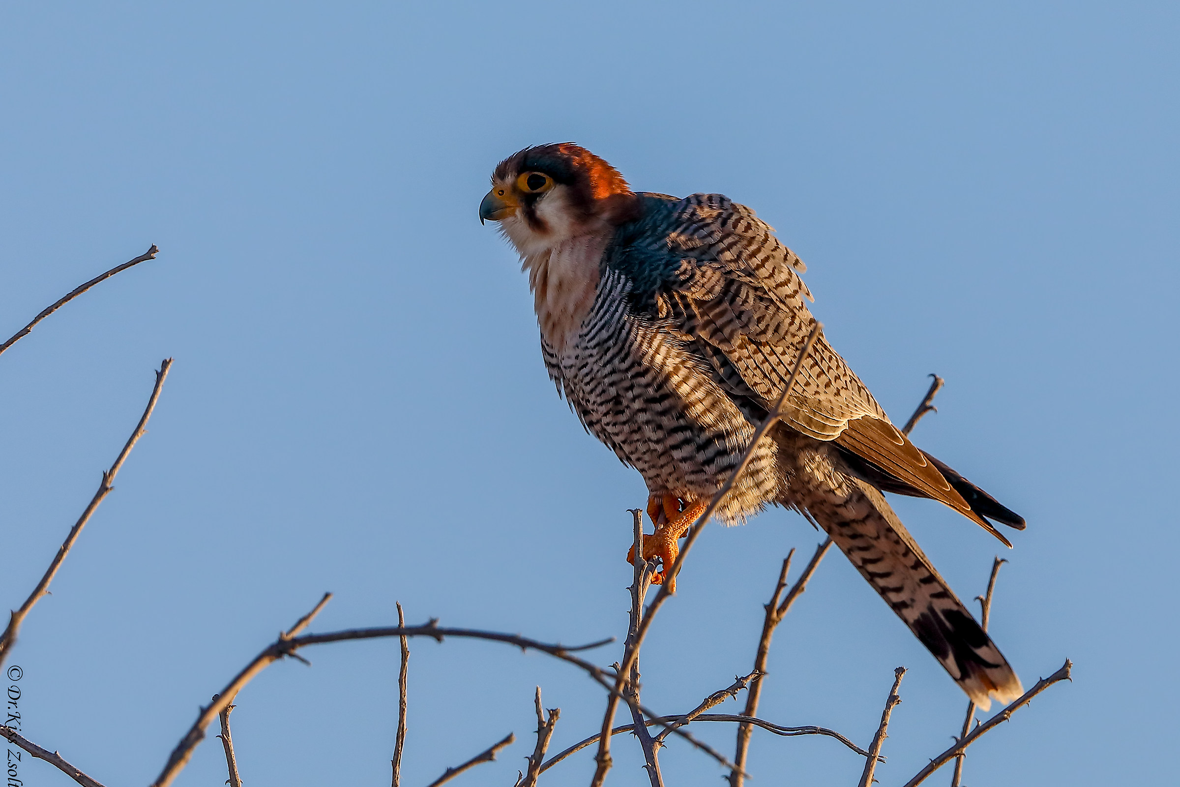 Red-necked falcon at sunset