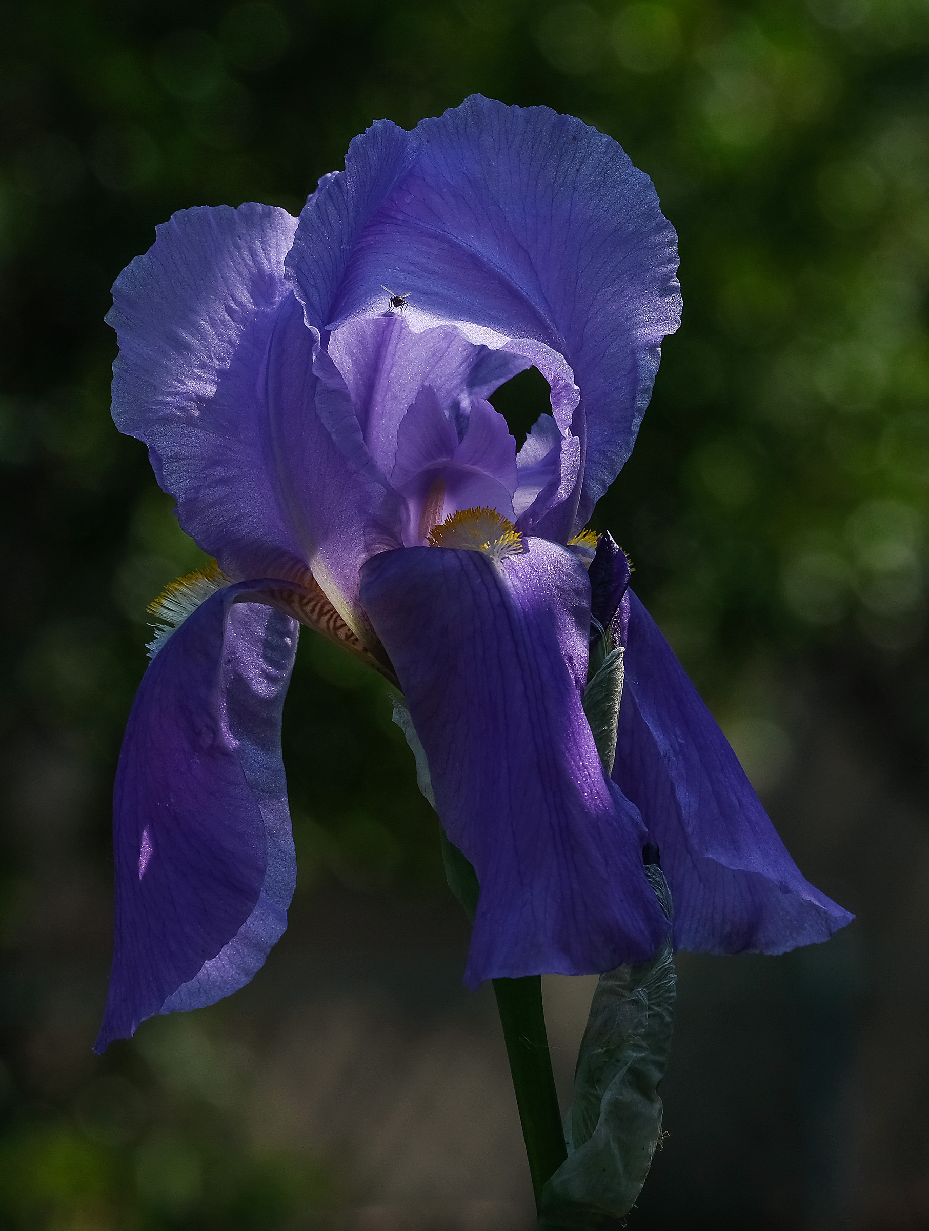 Iris