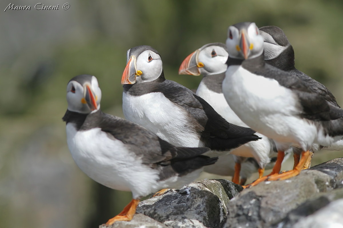 Puffins