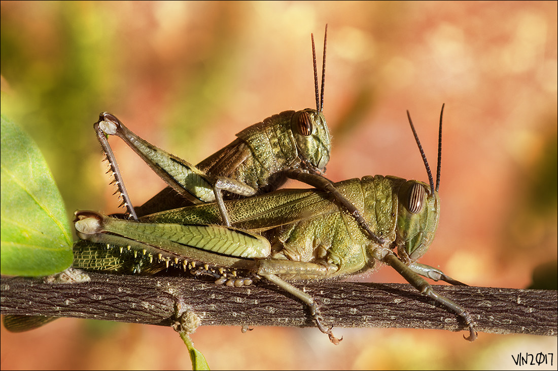 Grasshoppers, Serious River Park, summer 2017