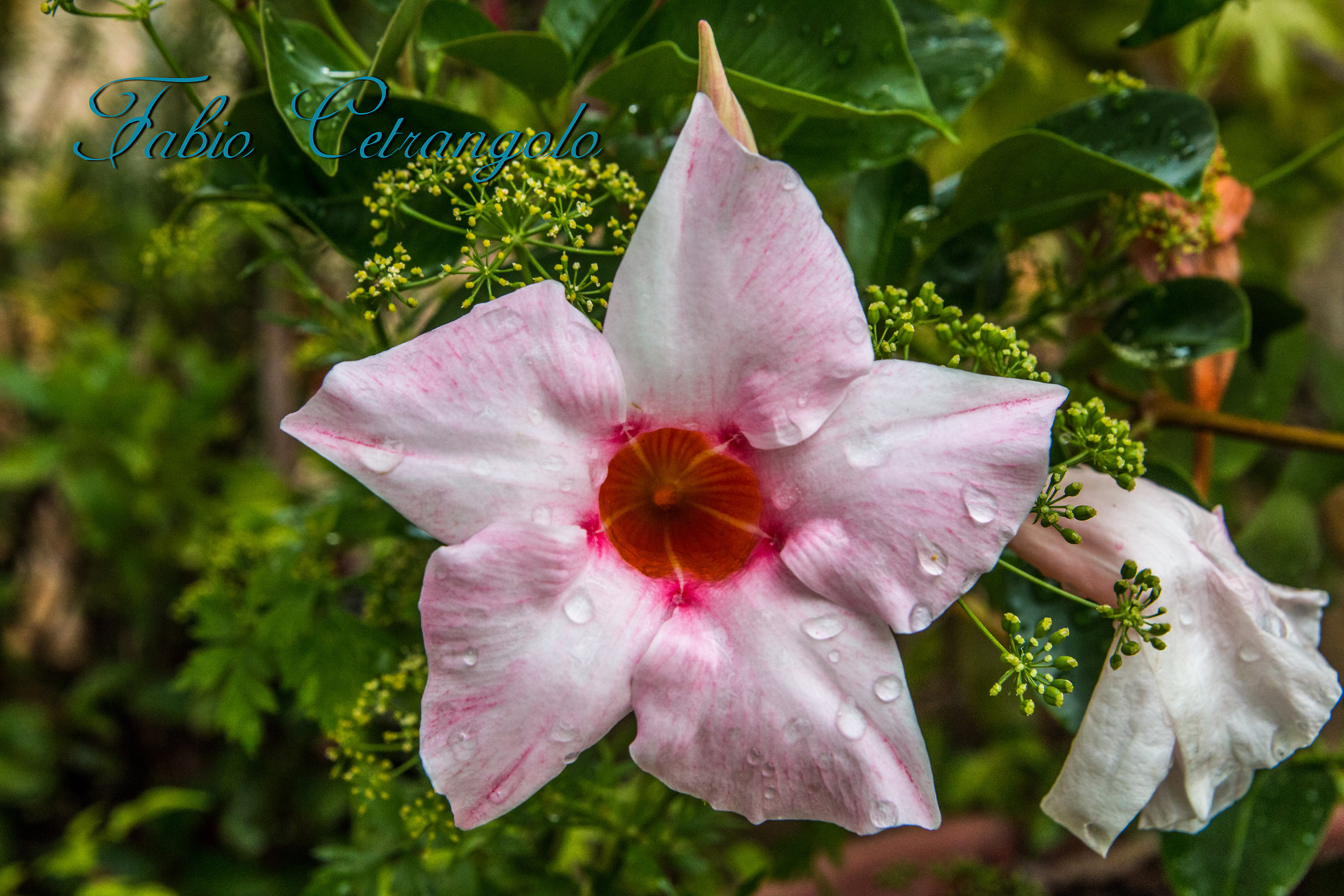 Eternal Flower. Begging for a sigh.